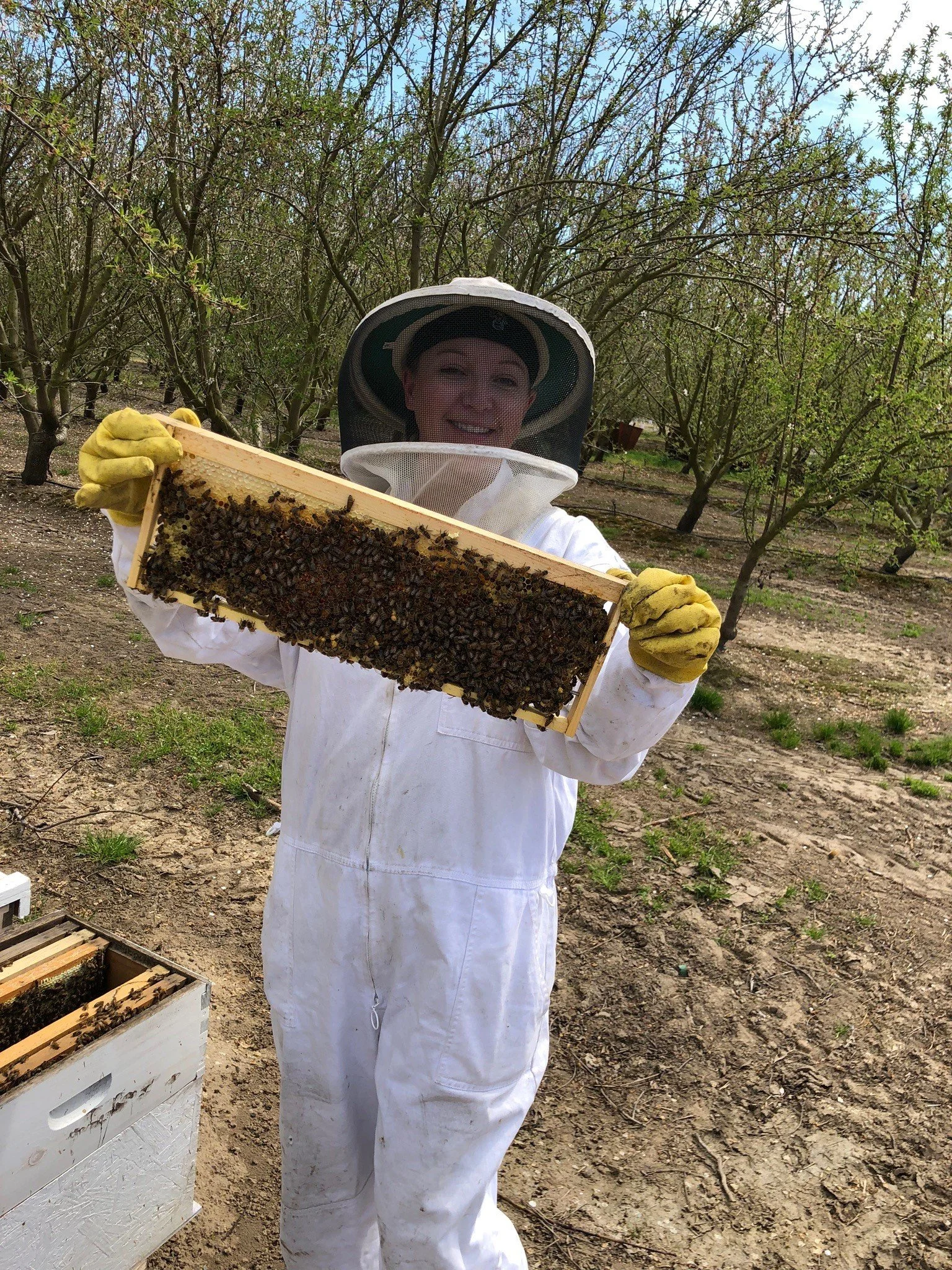Erica with a frame of bees at the almond orchards
