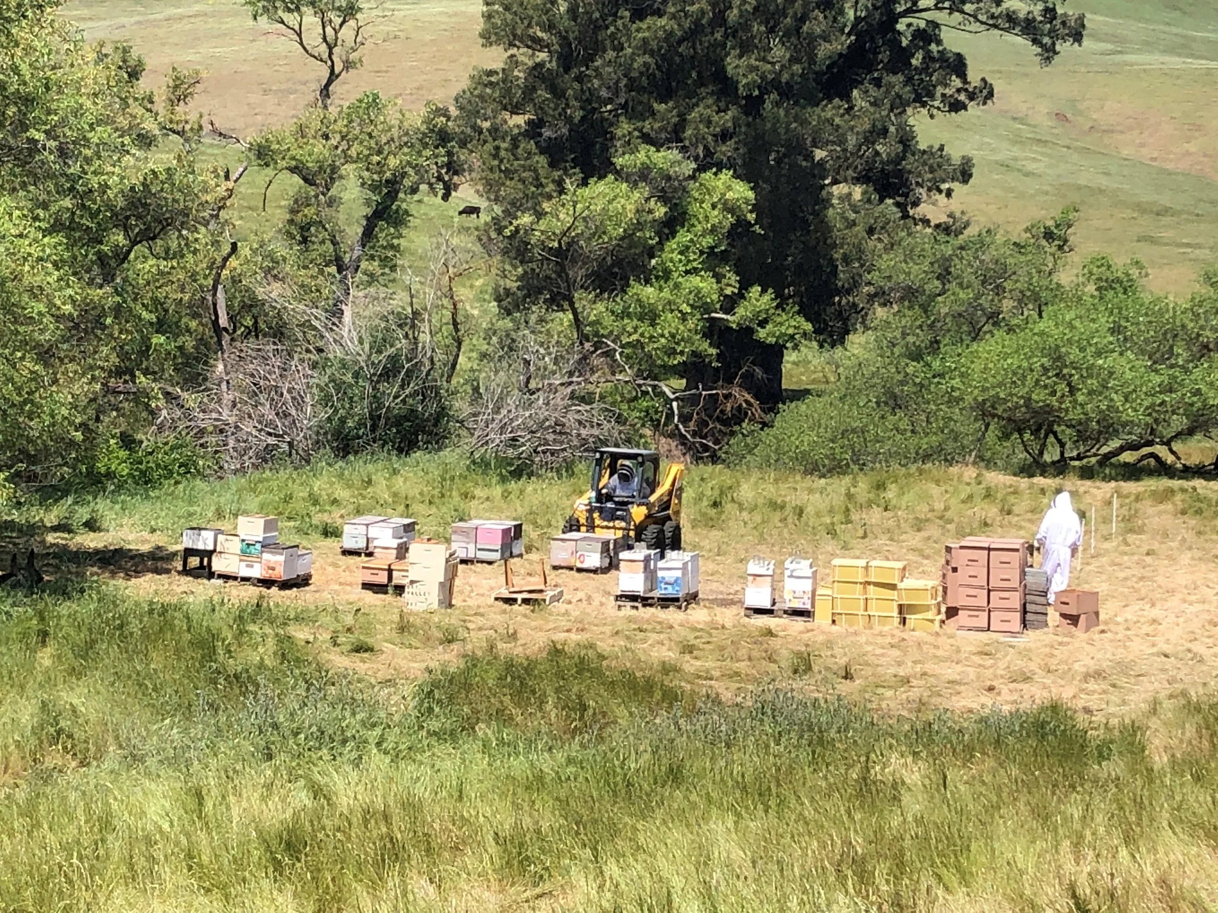 People in protective suits collecting or inspecting beehives in a grassy field with trees in the background.