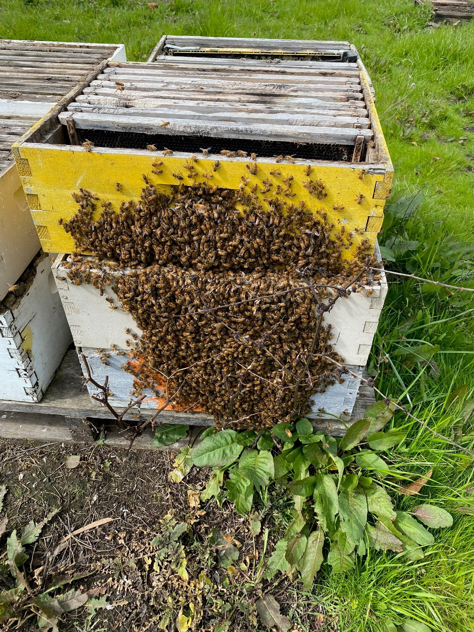 Bees bearding out on a sunny day