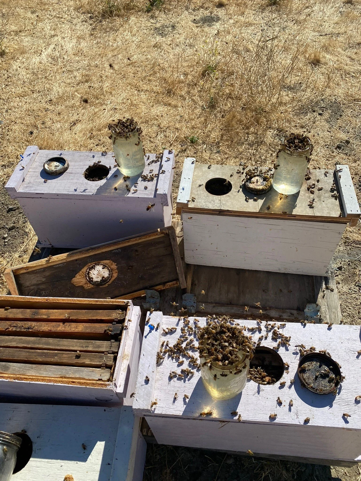 Some of our Benicia Honey Co nucs (aka "baby hives")