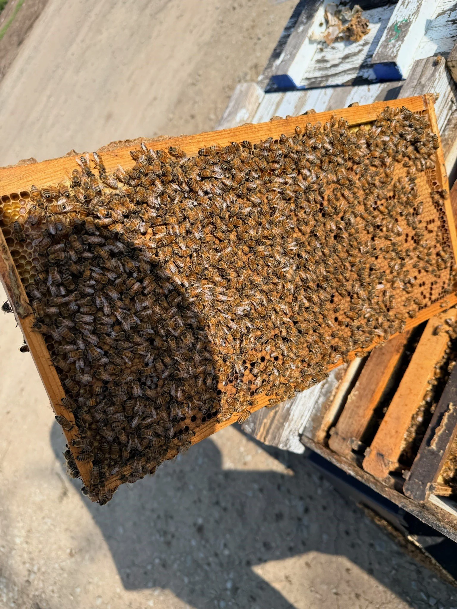 Frame of BHC bees