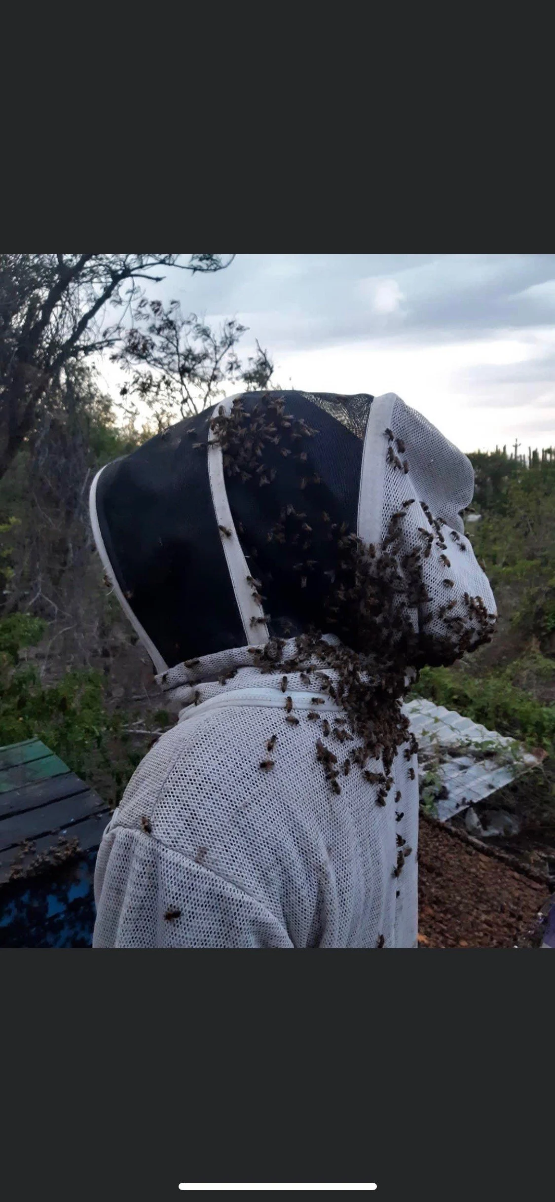 Odd swarm landing spot