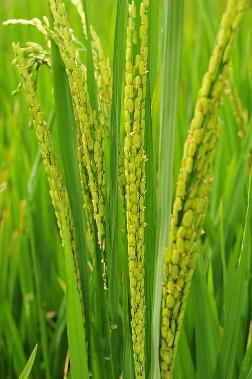 Hybrid Seed Pollination Technology — Pollen Collection, Preservation ...