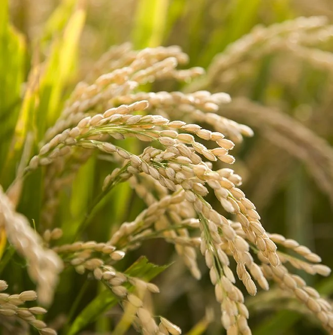 Hybrid Seed Pollination Technology — Pollen Collection, Preservation ...