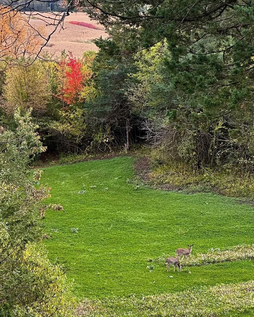 I couldn't be happier with the seed that Buck.It Ready, LLC has. This plot was a cedar grove mixed with honeysuckle bushes everywhere less than 6 months ago. I planted an alfalfa/clover mix on one half and the fall blend harvest patch on the other ha