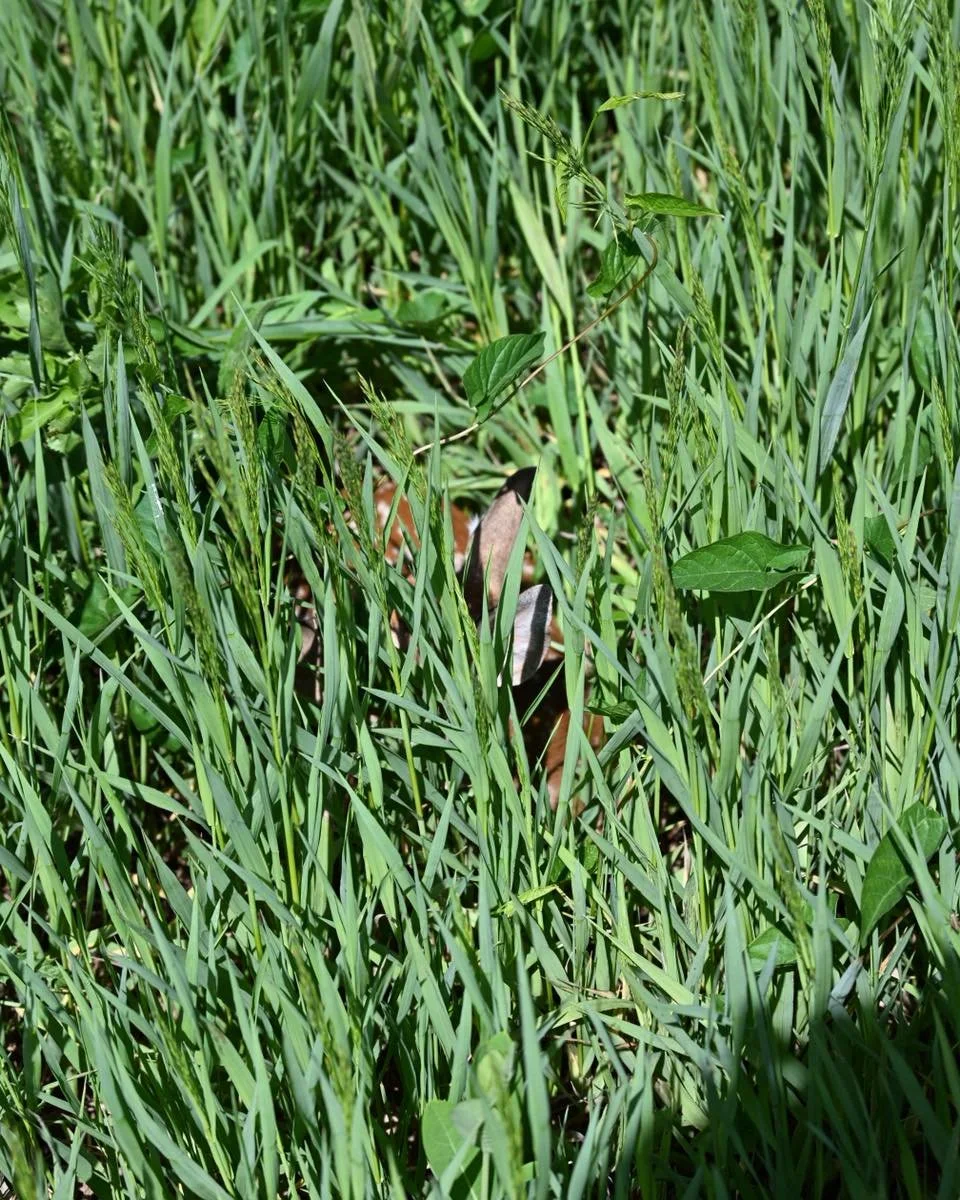You have to appreciate the natural instinct to hide and survive.

#whitetail #fawns #instinct
