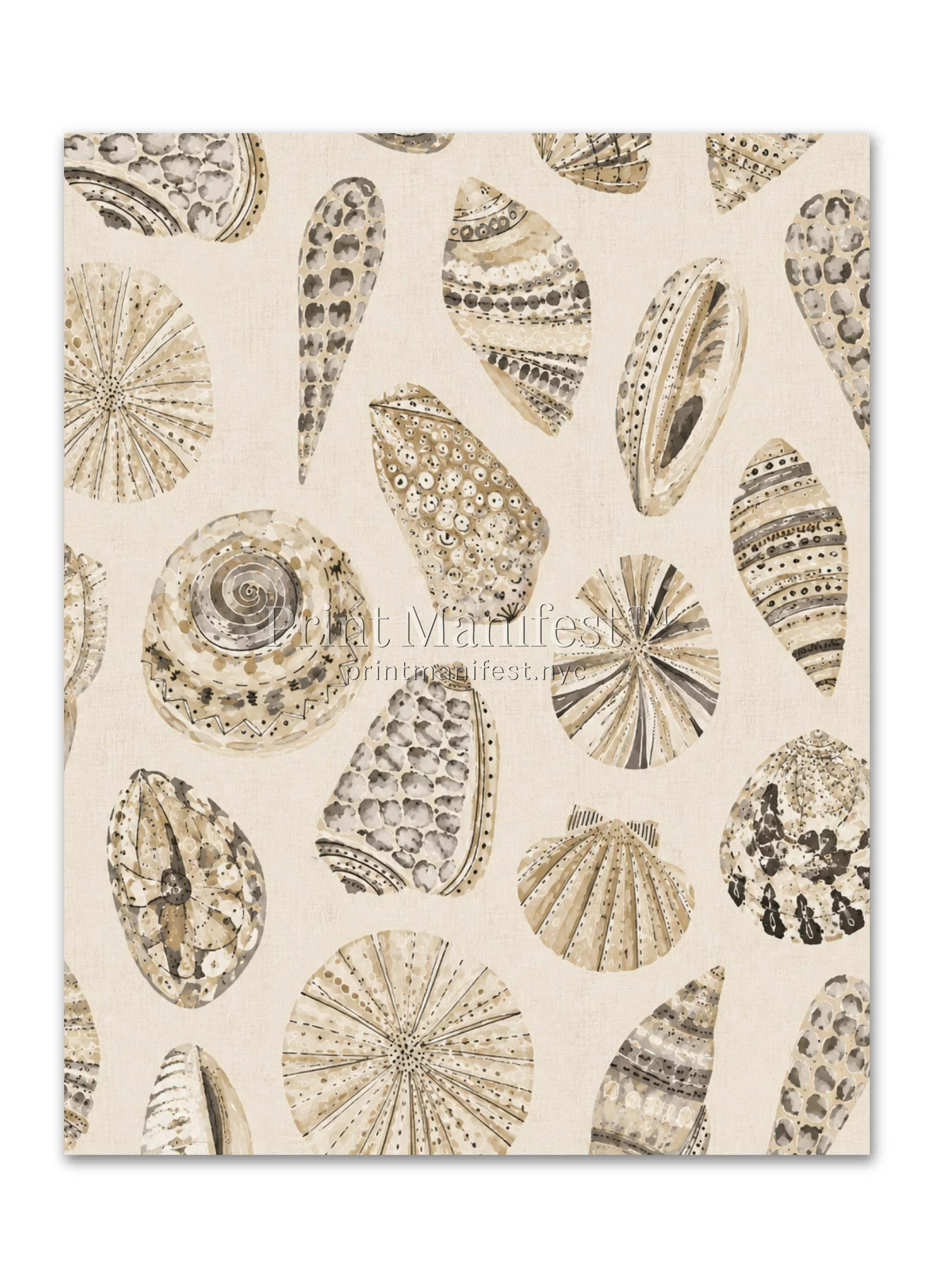Mediterranean Shell Collection