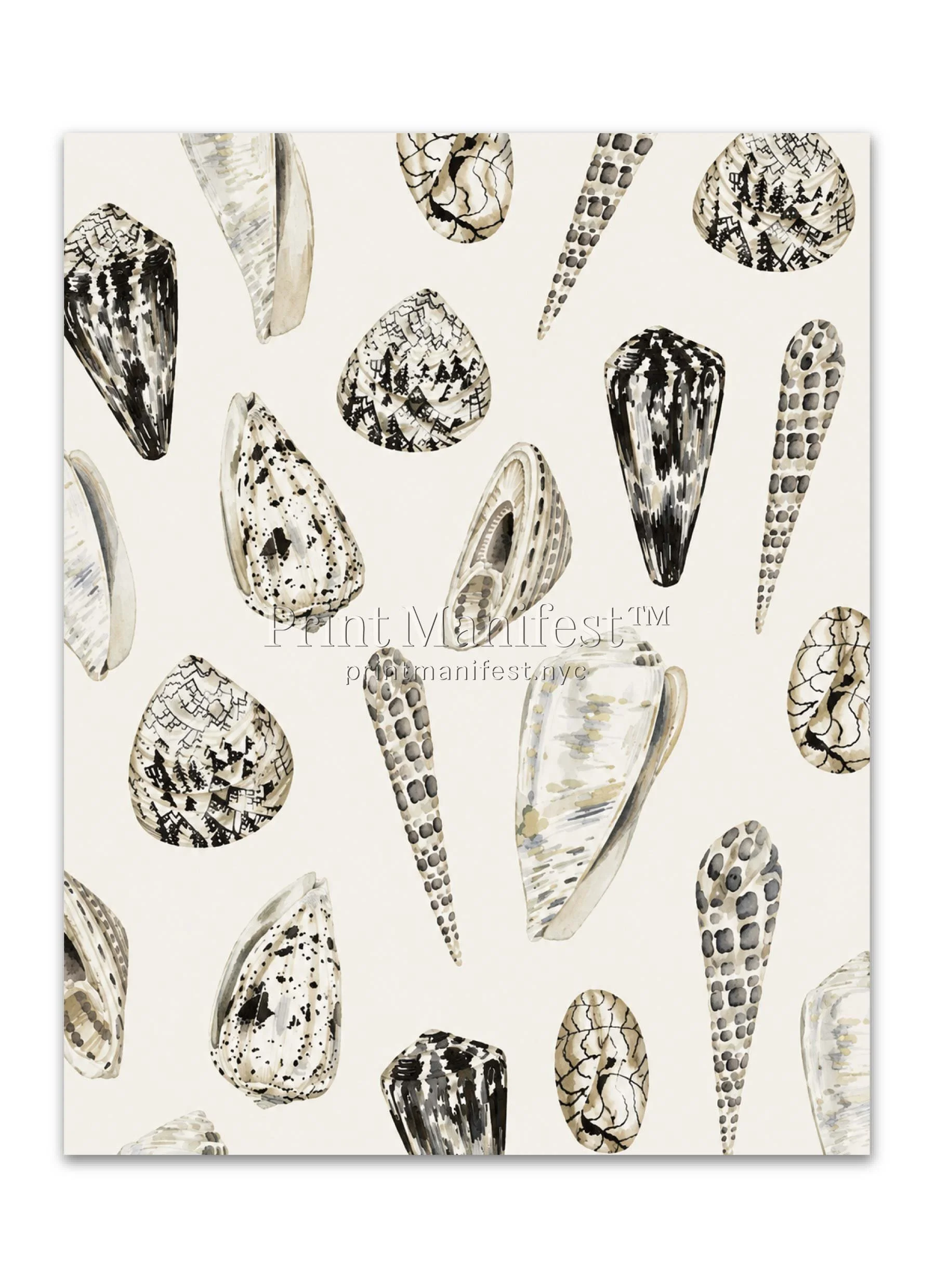 Vintage Coastal Shell Study