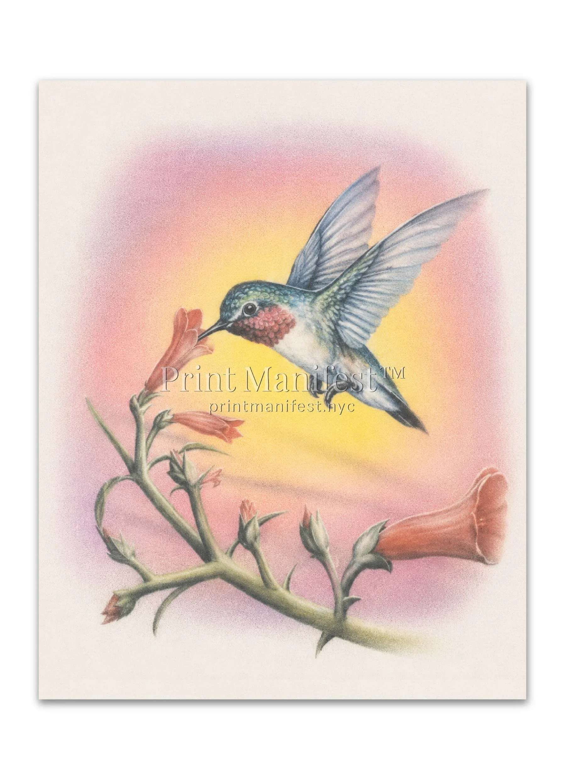 Hummingbird Daydream Graphic