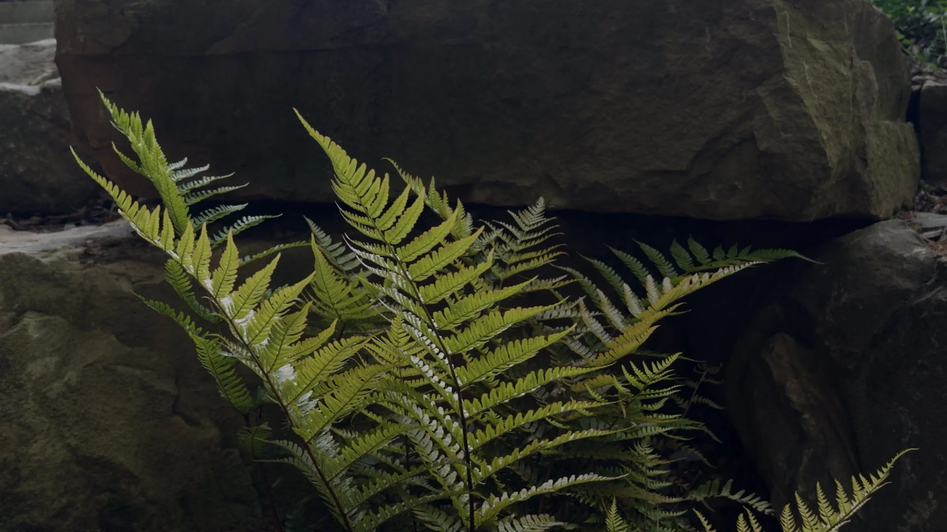 1080p 23.98.00_01_13_16.Still002.jpg