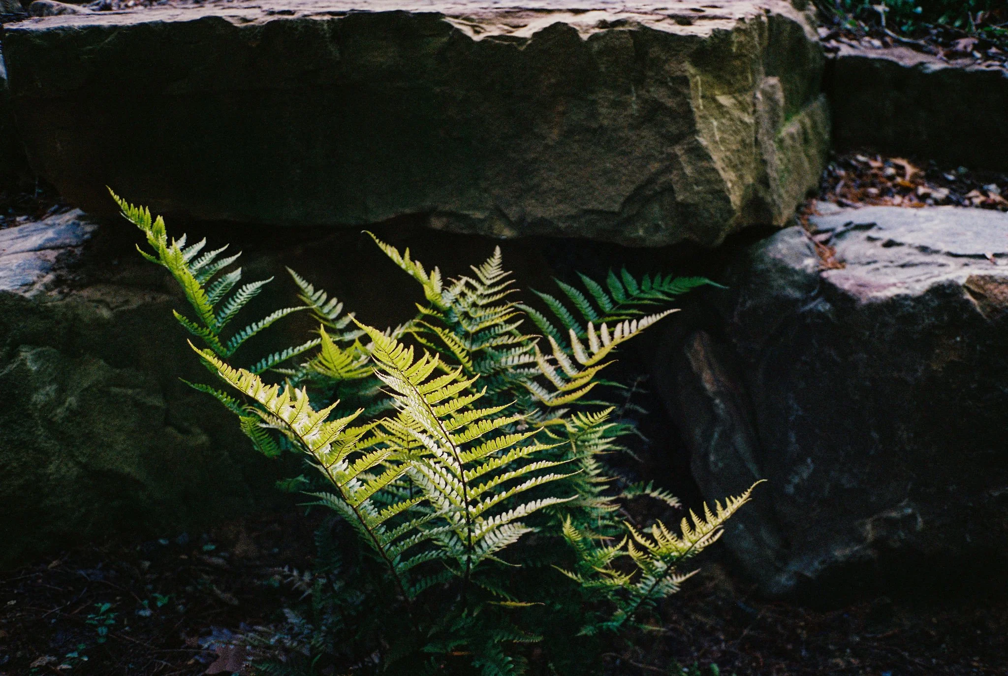LANDSCAPE / PLANT INSTALLATION