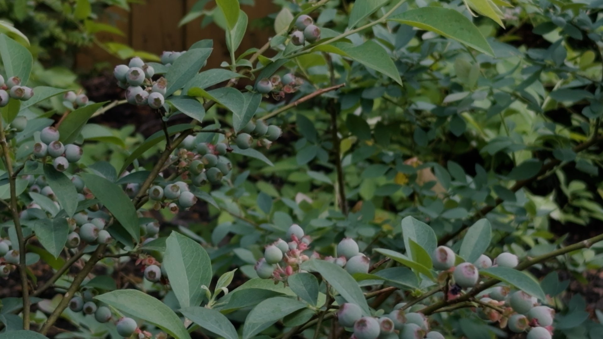 1080p 23.98.00_01_28_08.Still004.jpg