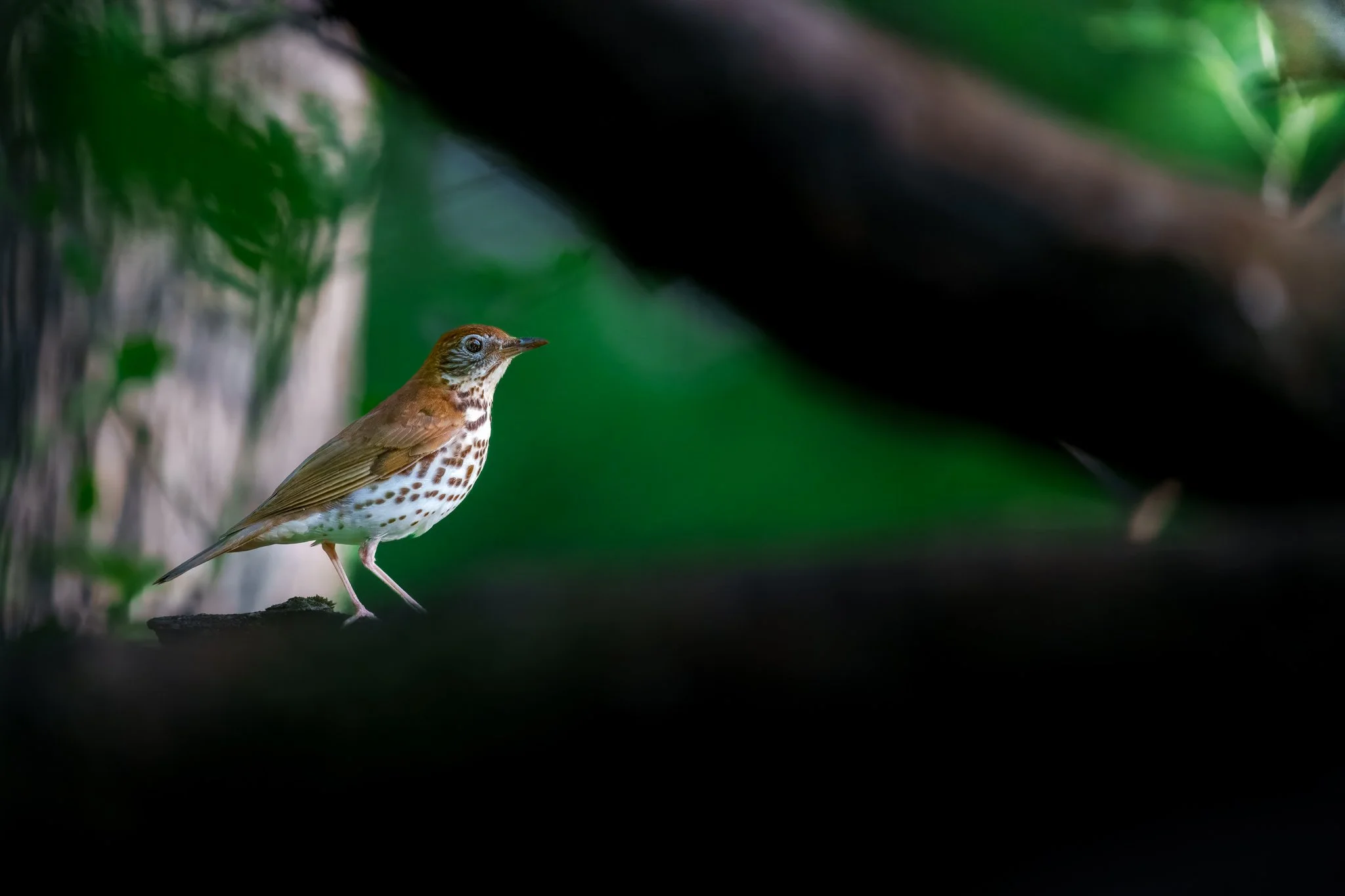 _DSC2835-topaz-rawdenoise-sharpen.jpg