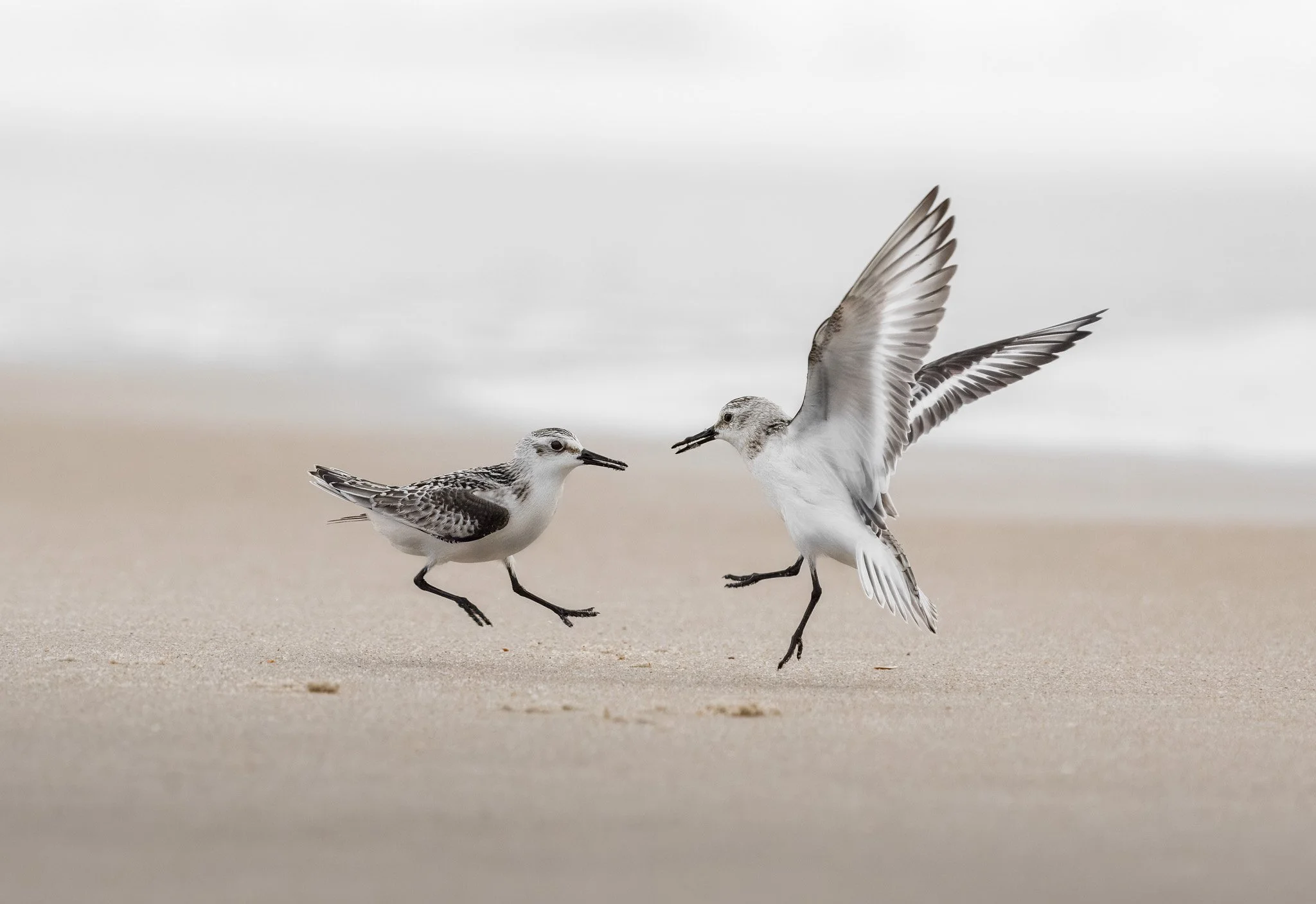 Raging Sanderlings