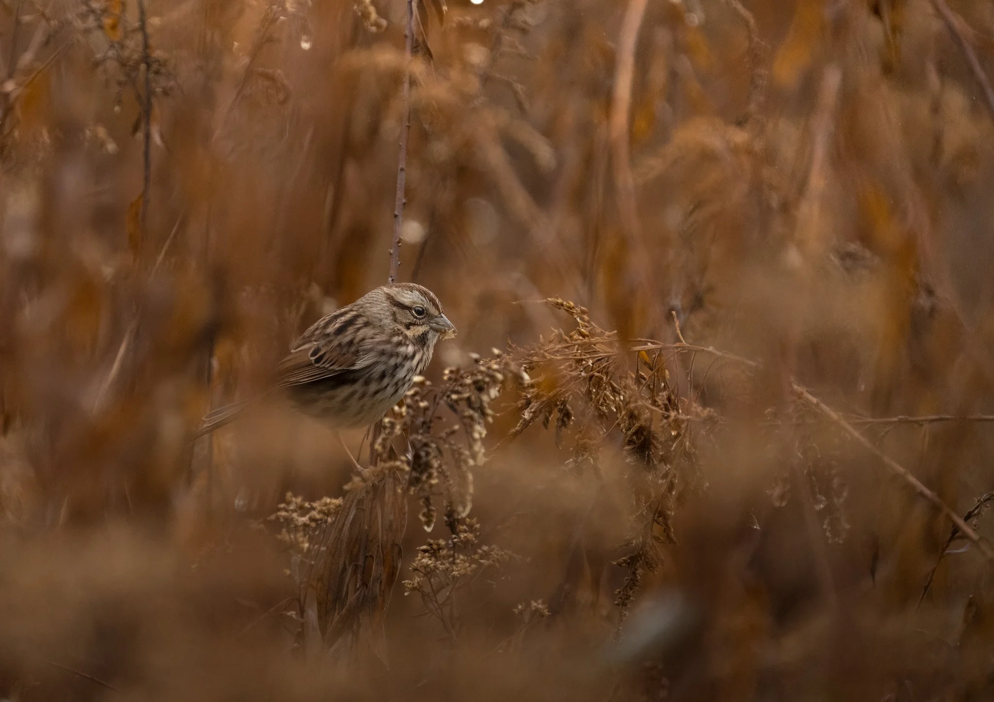 Song Sparrow