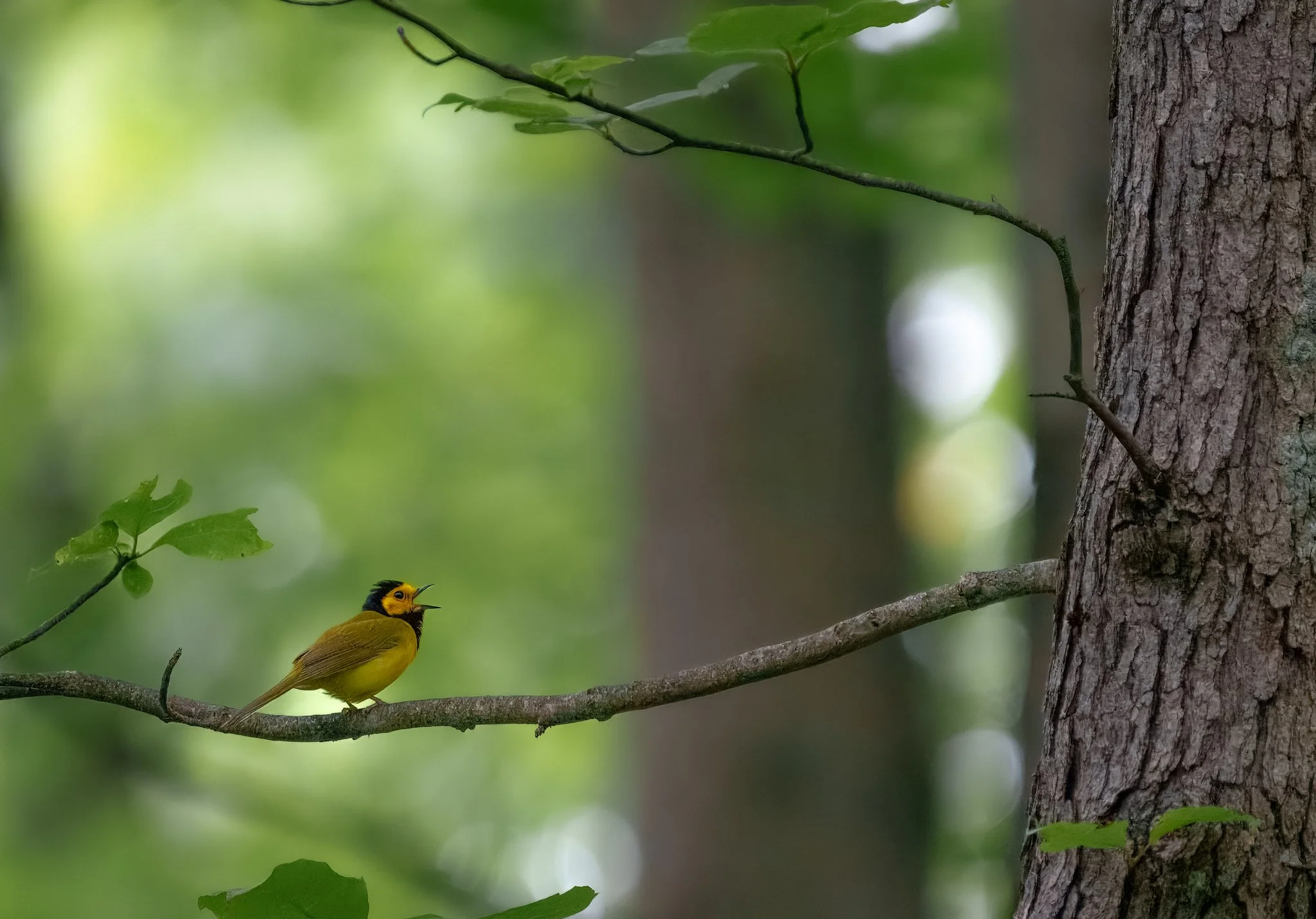 Hooded Warbler