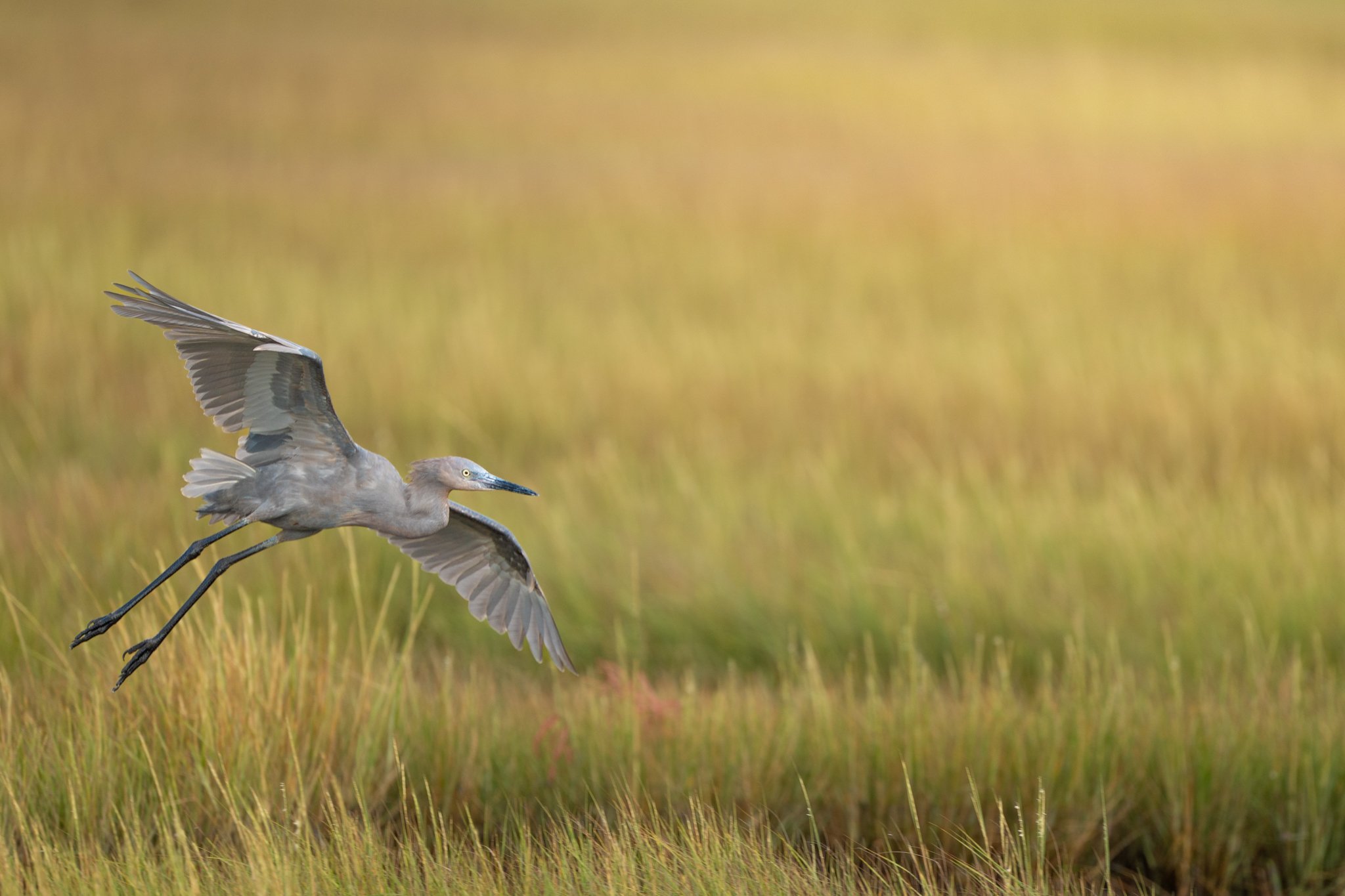 Cape May 2025 and the Reddish Egret