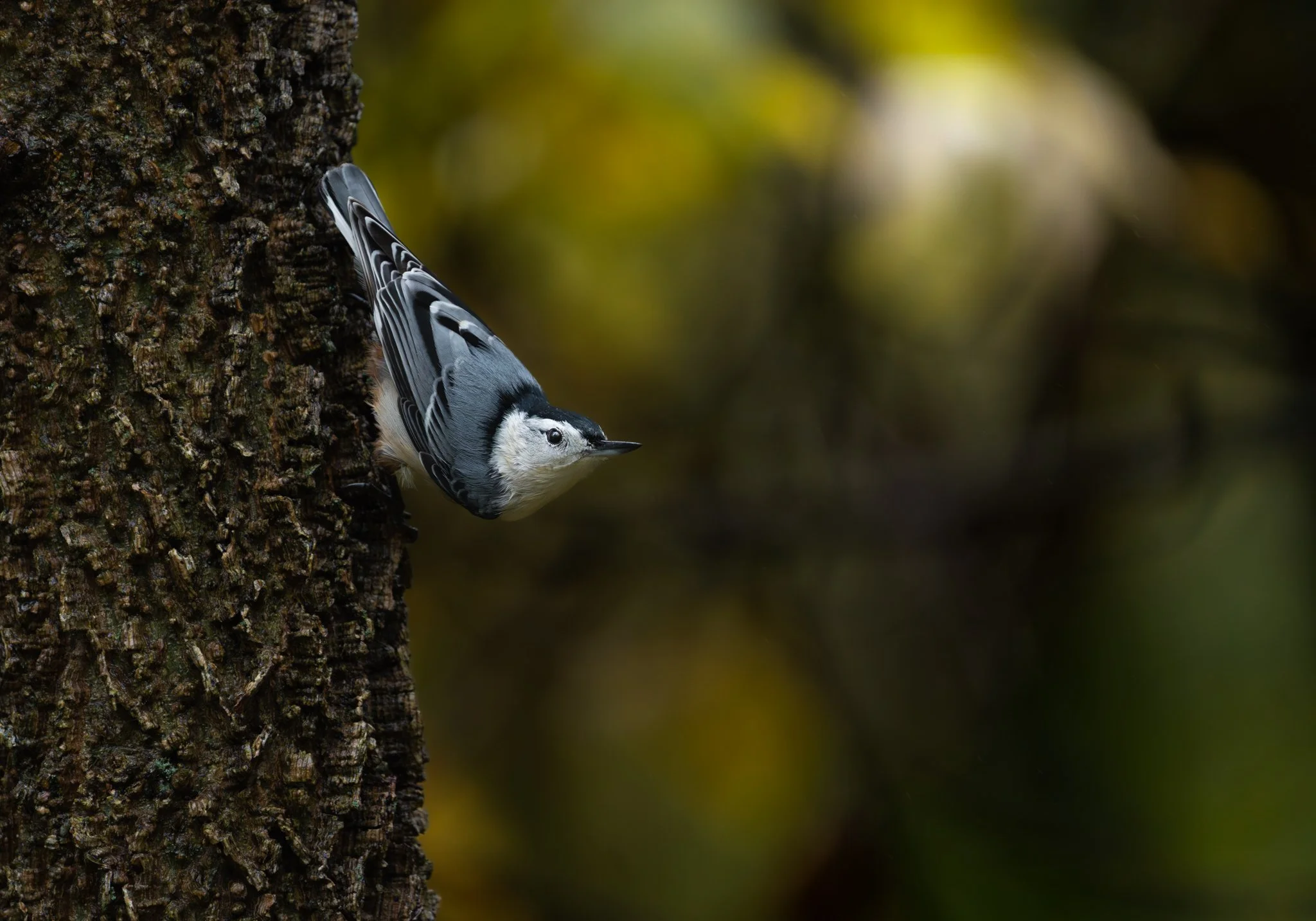 Nuthatch