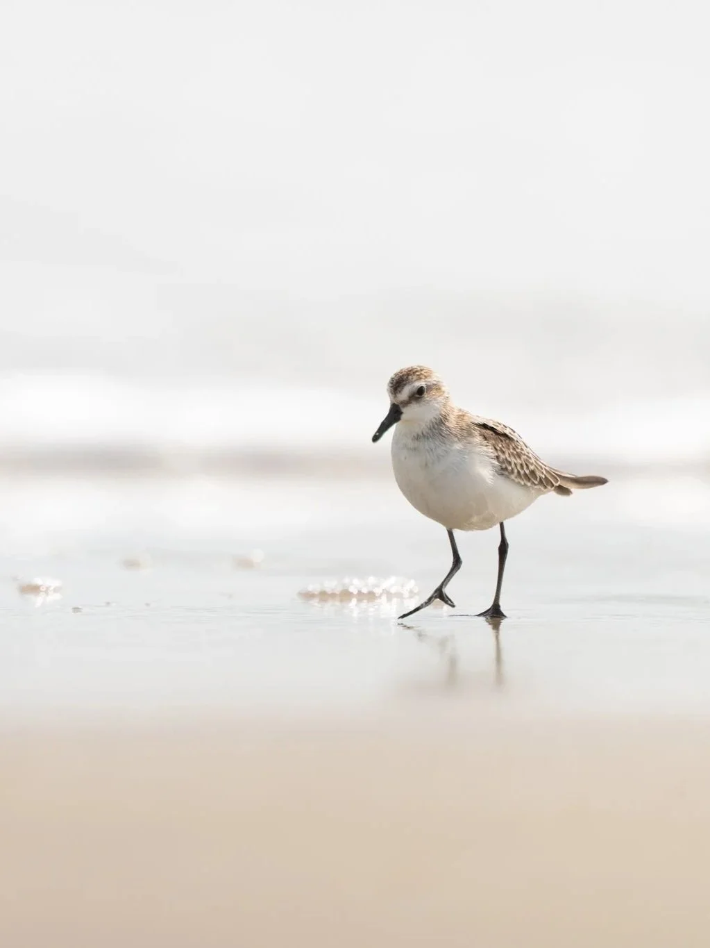 Semipalmated Sandpiper