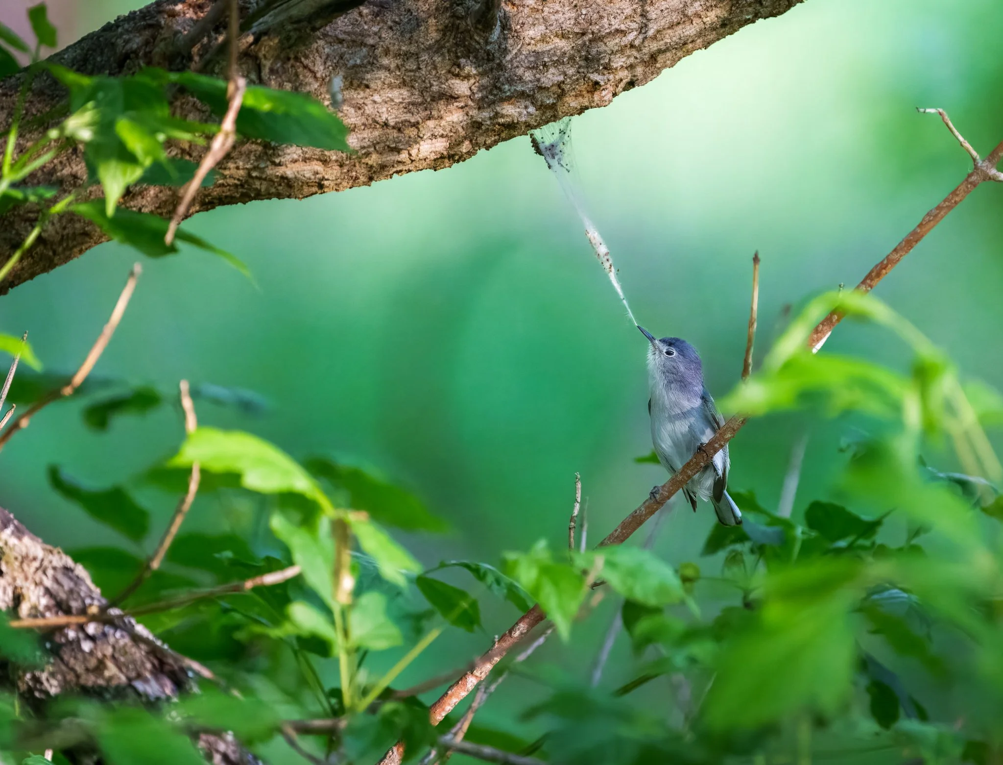 Blue-gray Gnatcatcher