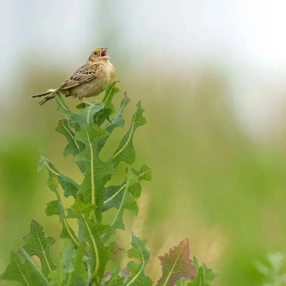 Grasshopper Sparrow