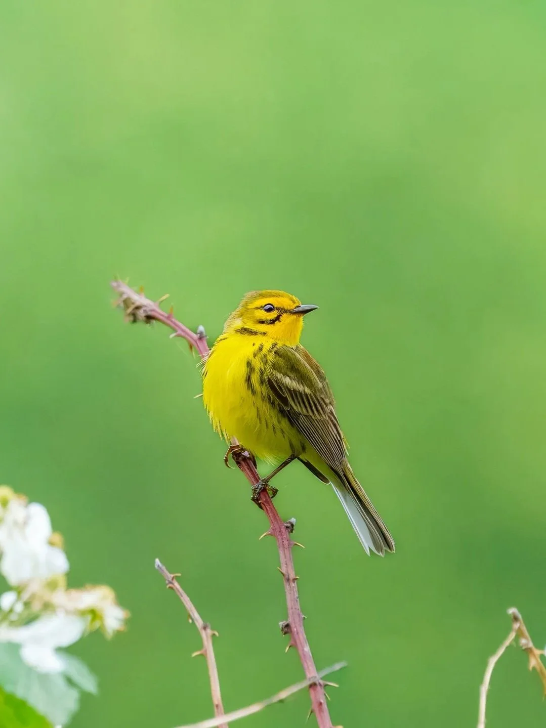 Prairie Warbler
