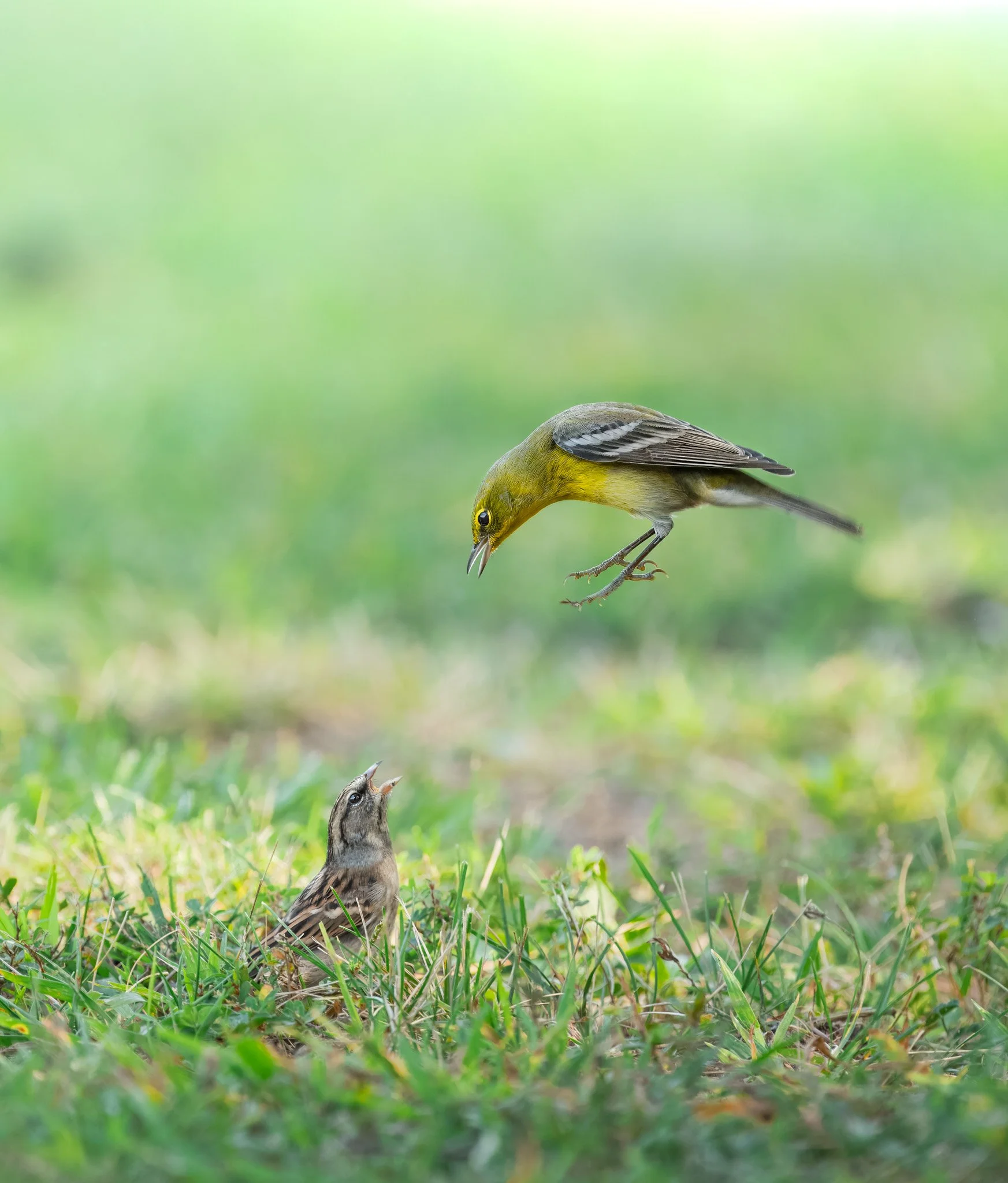 Chipping Sparrow vs Pine Warbler