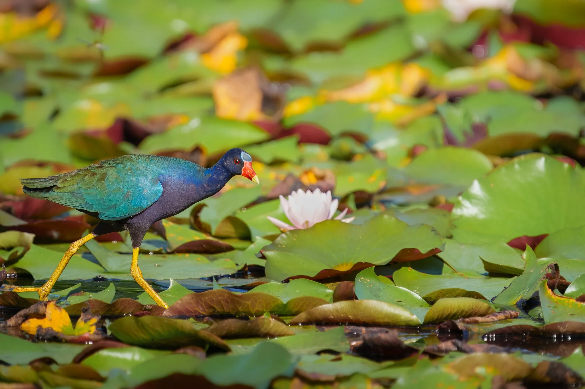 The Gallinule Experience