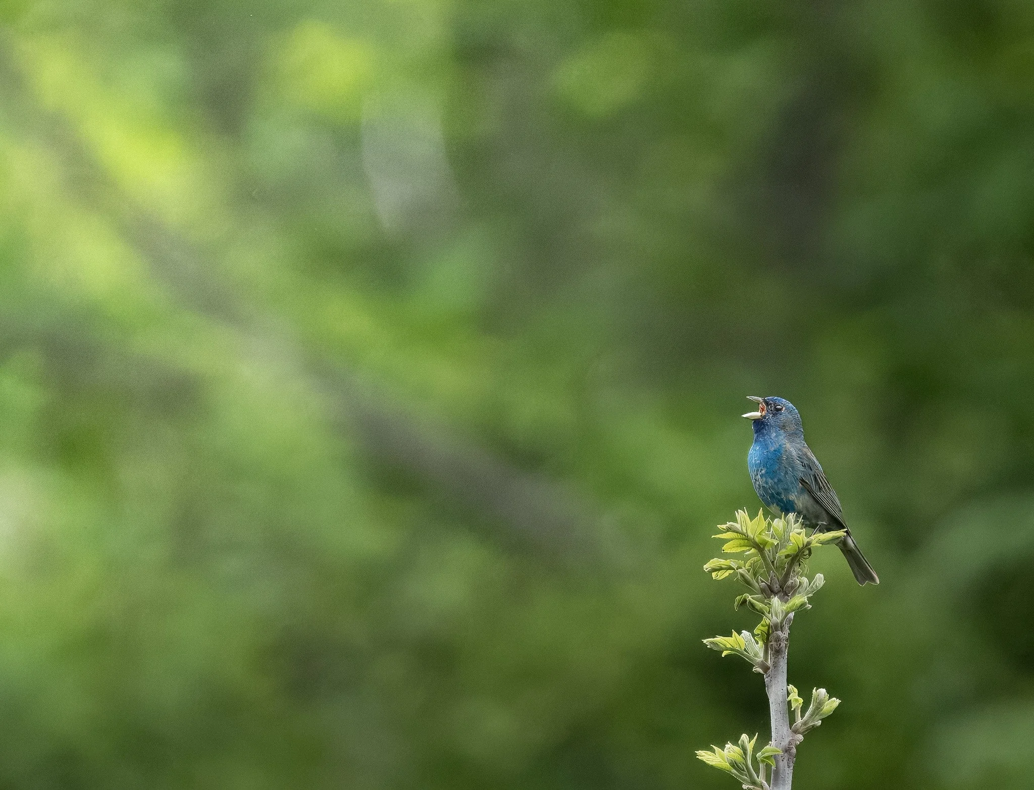 Indigo Bunting