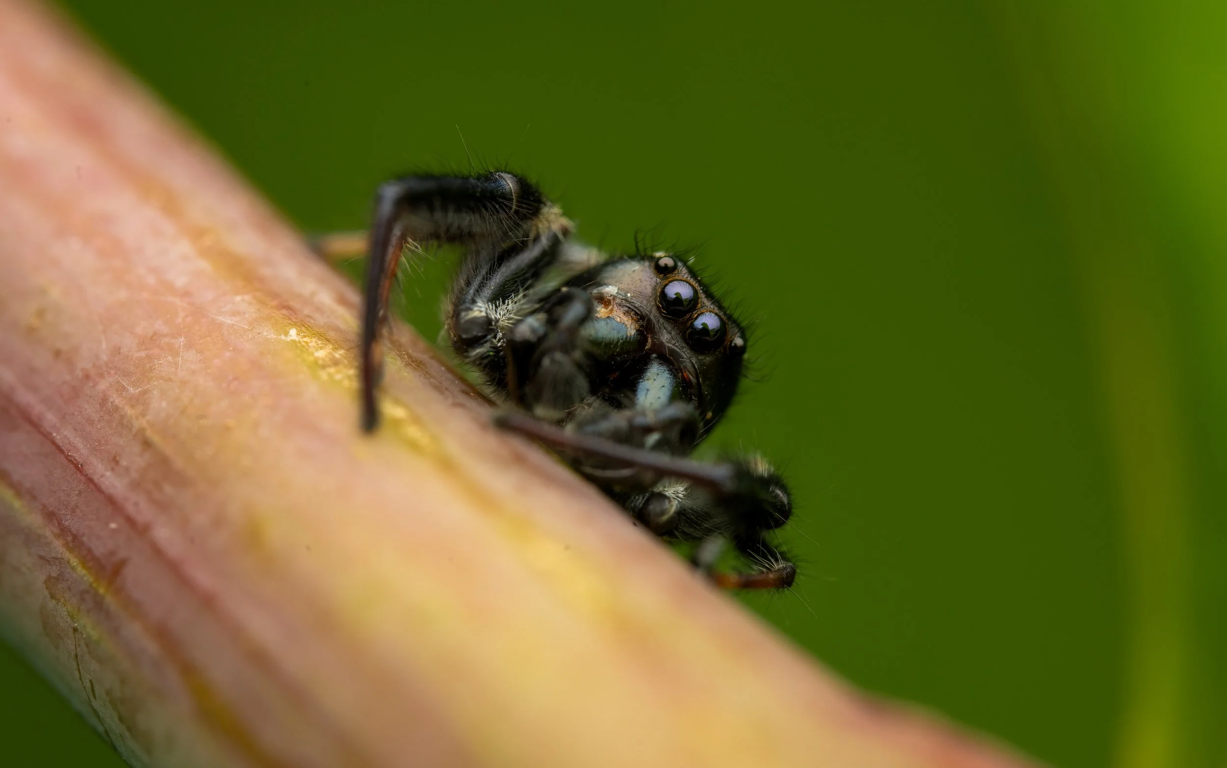 Macro Showcase