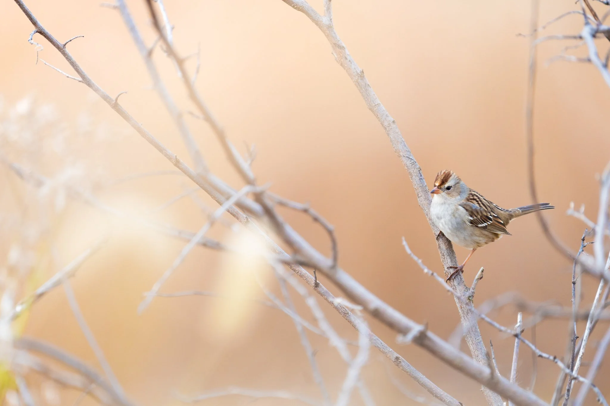 White Crowned Sparrow