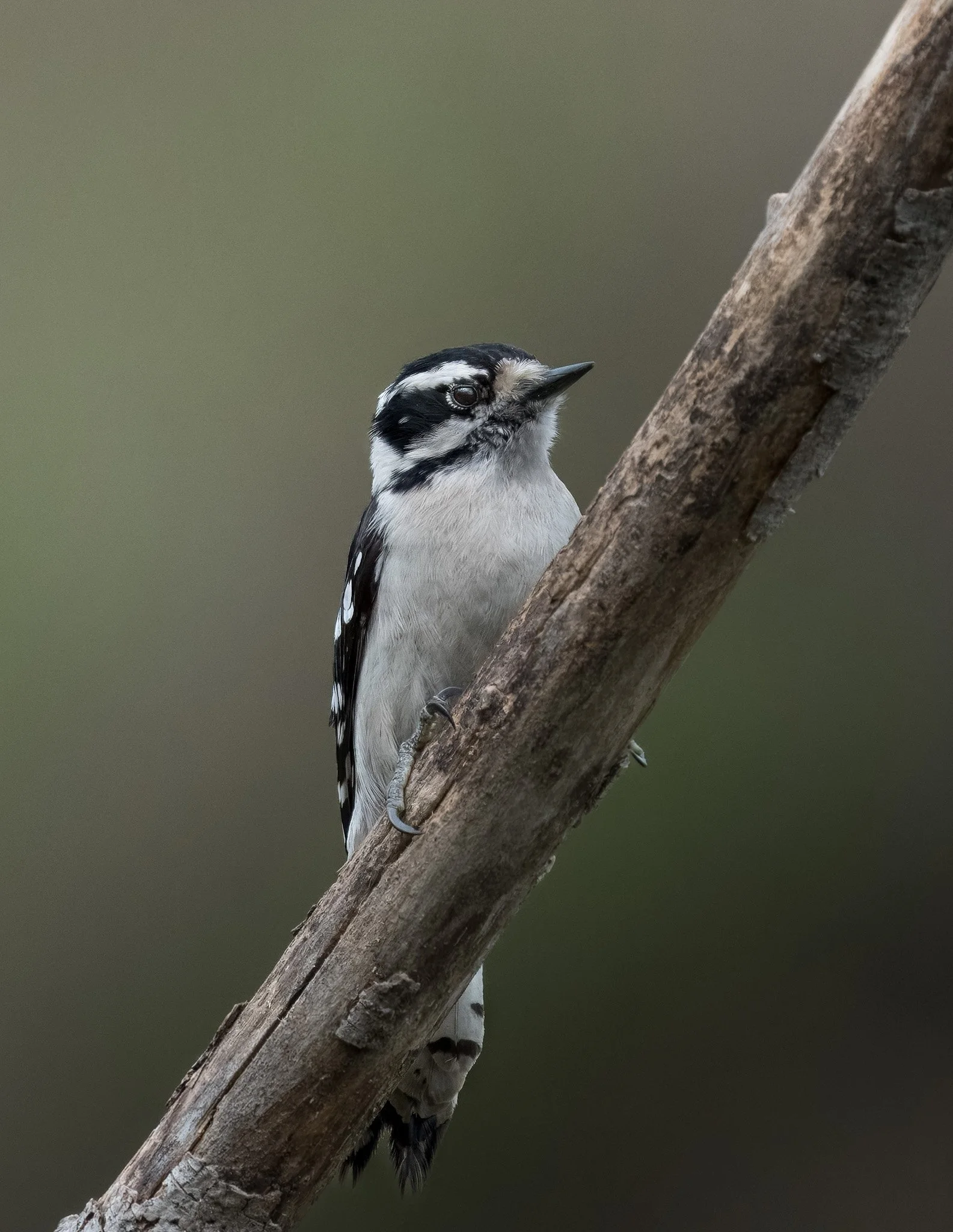Downy Woodpecker