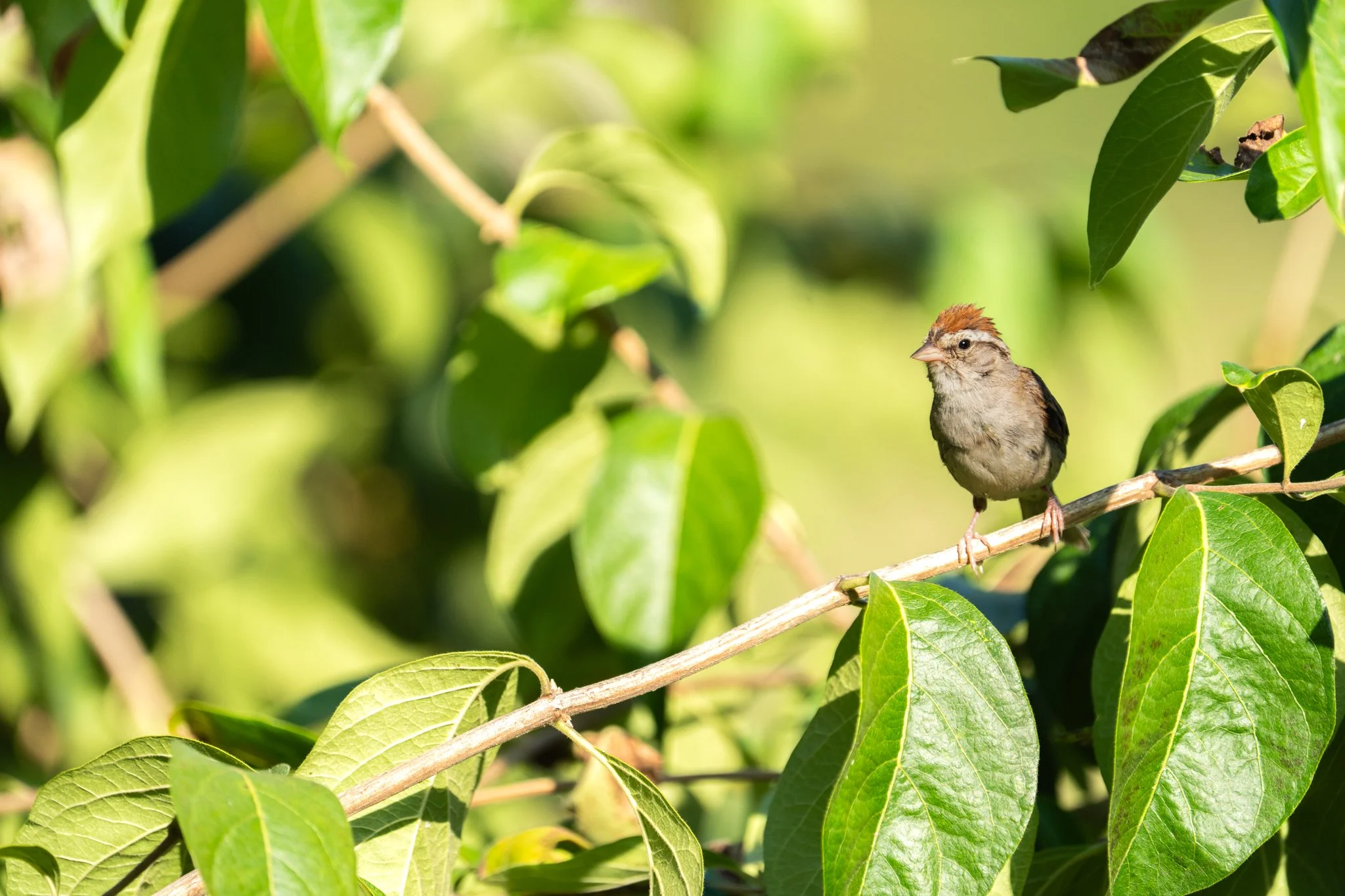 Chipping Sparrow