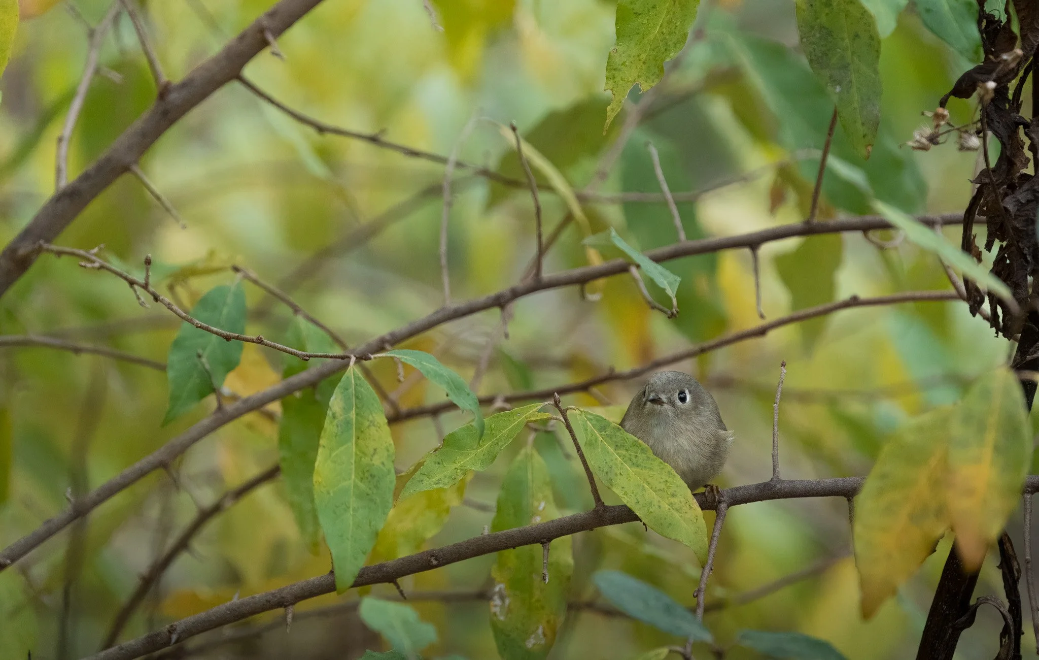 Ruby-crowned Kinglet