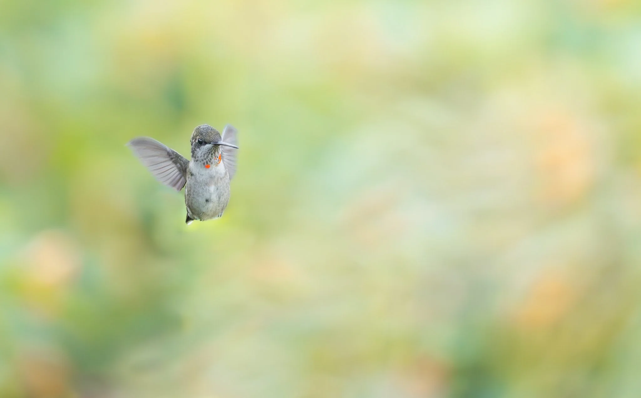 A hummingbird with grey feathers and red markings on its chest, flying in front of a blurred green and yellow background.