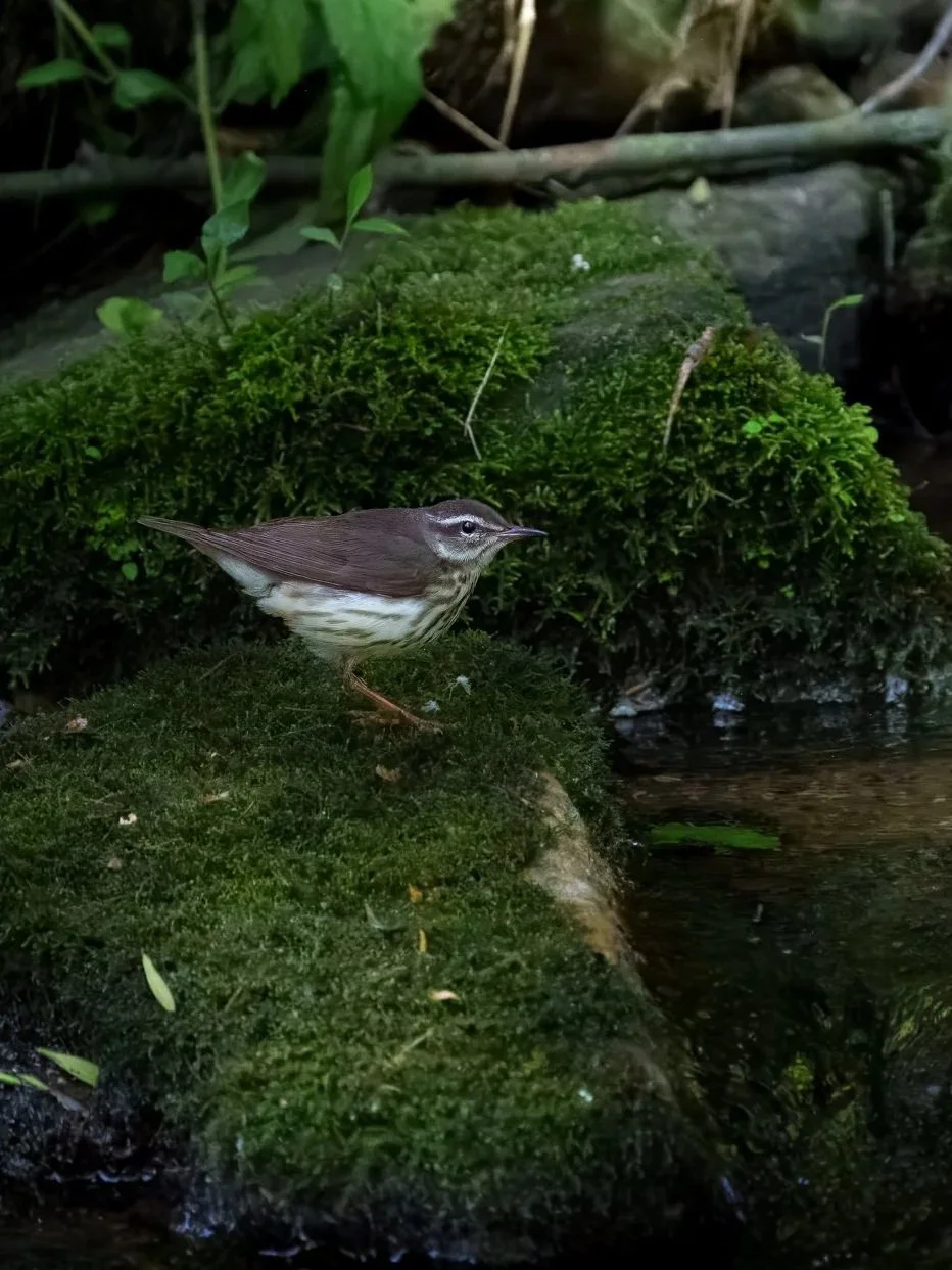 Louisiana Waterthrush