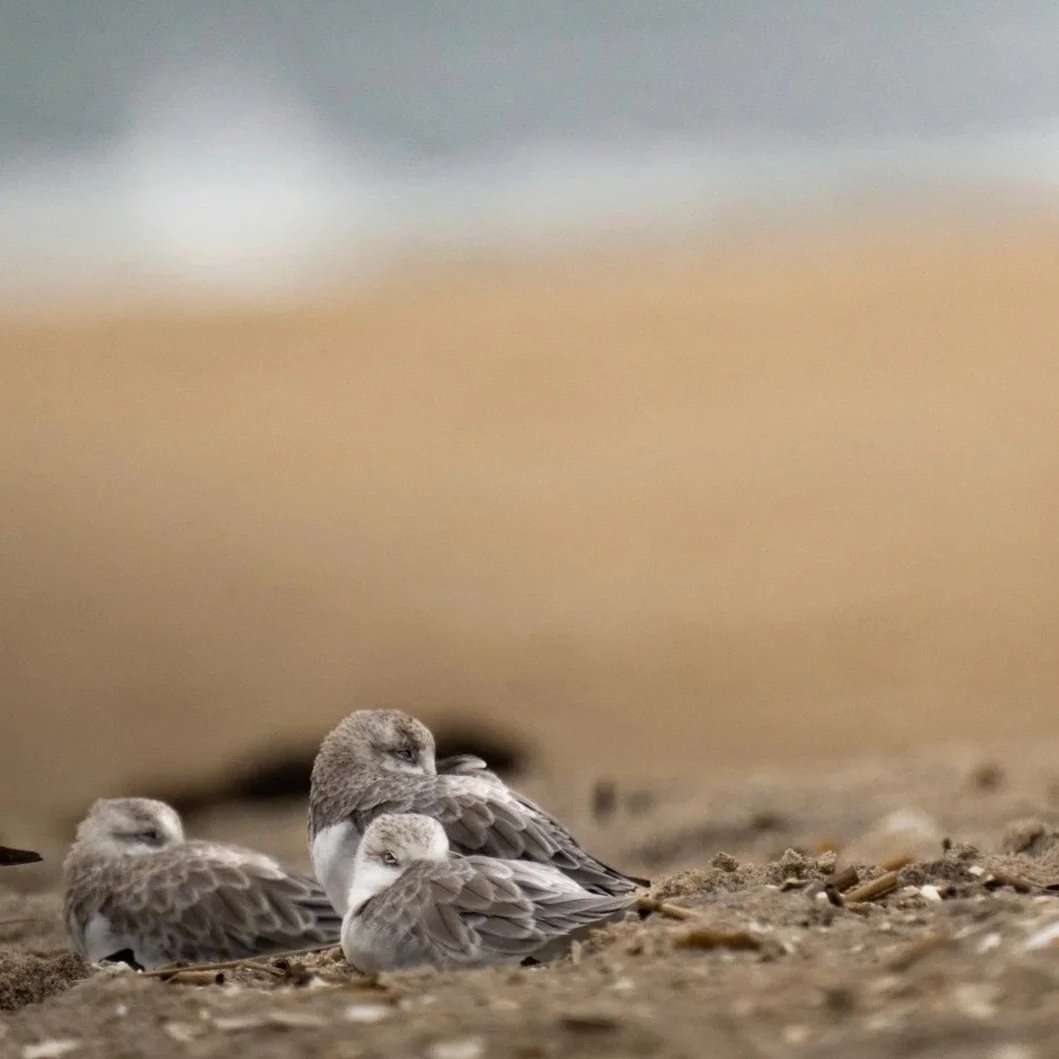 Sanderlings