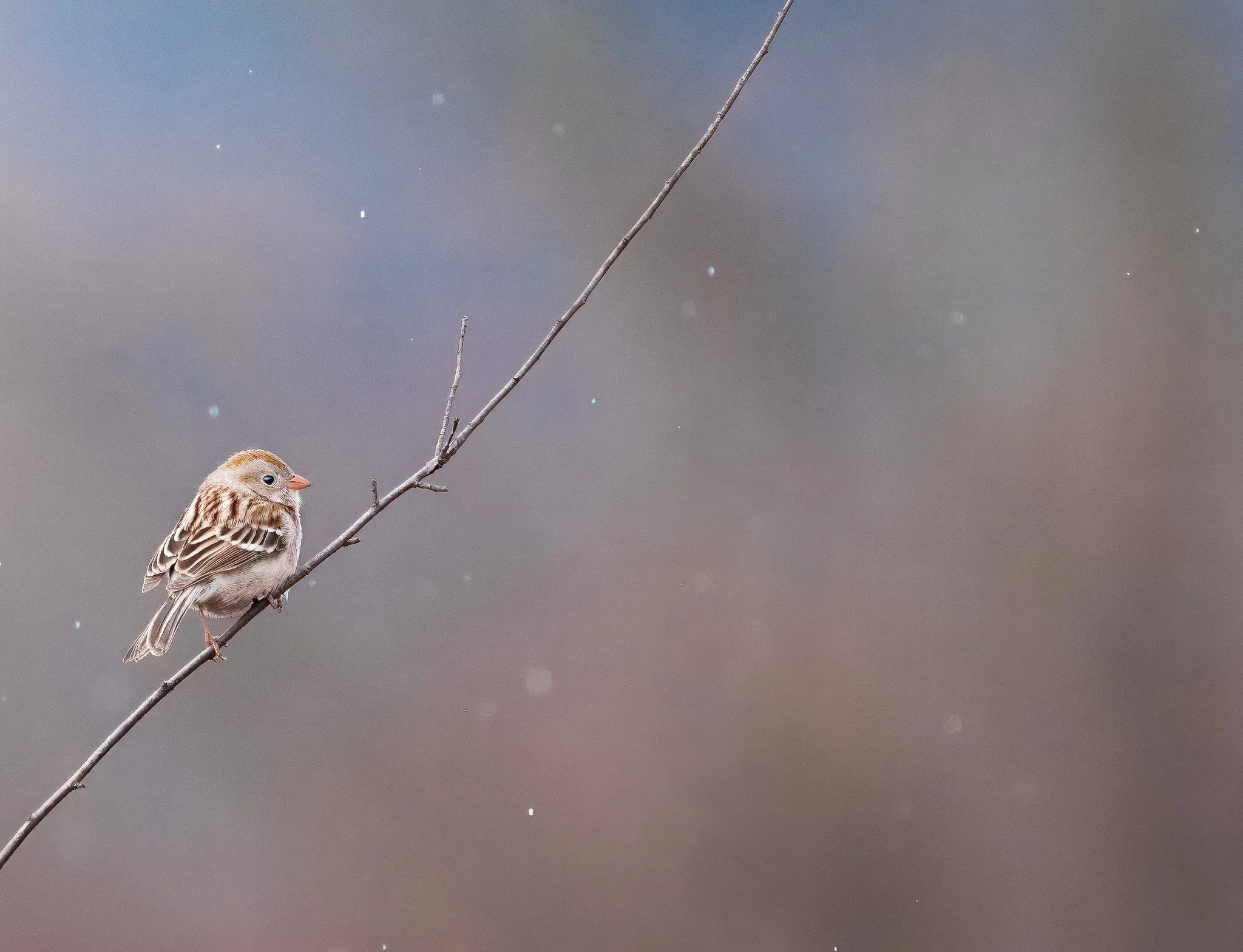 Field Sparrow