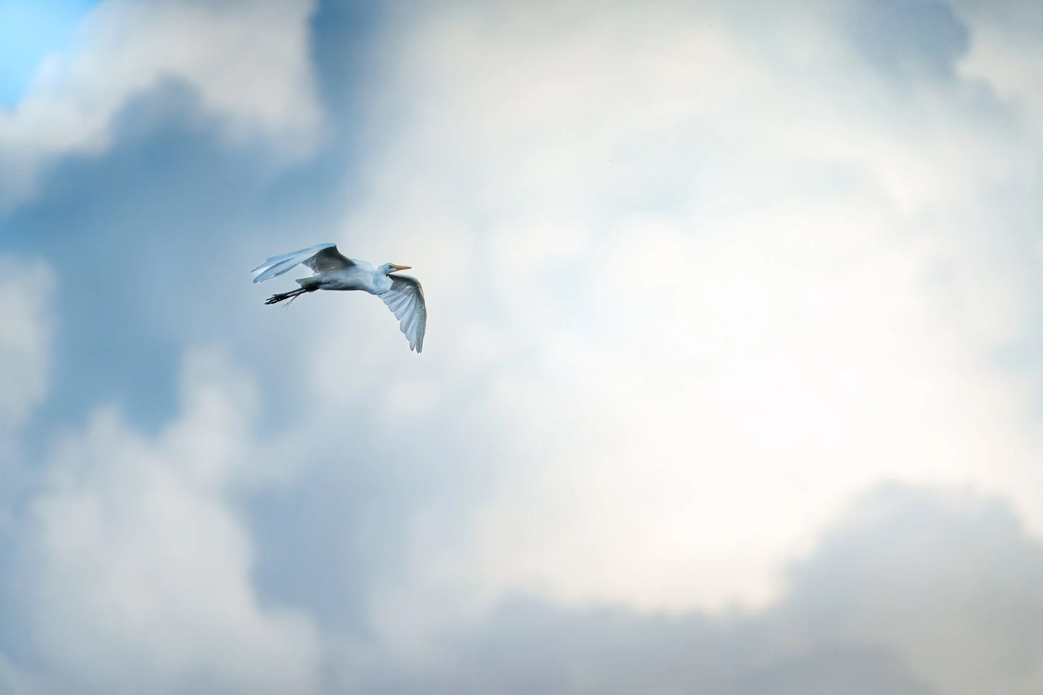 The Egret Haven