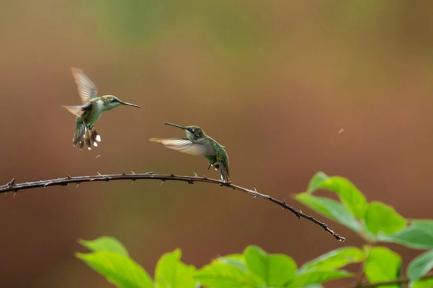 Hummingbirds............