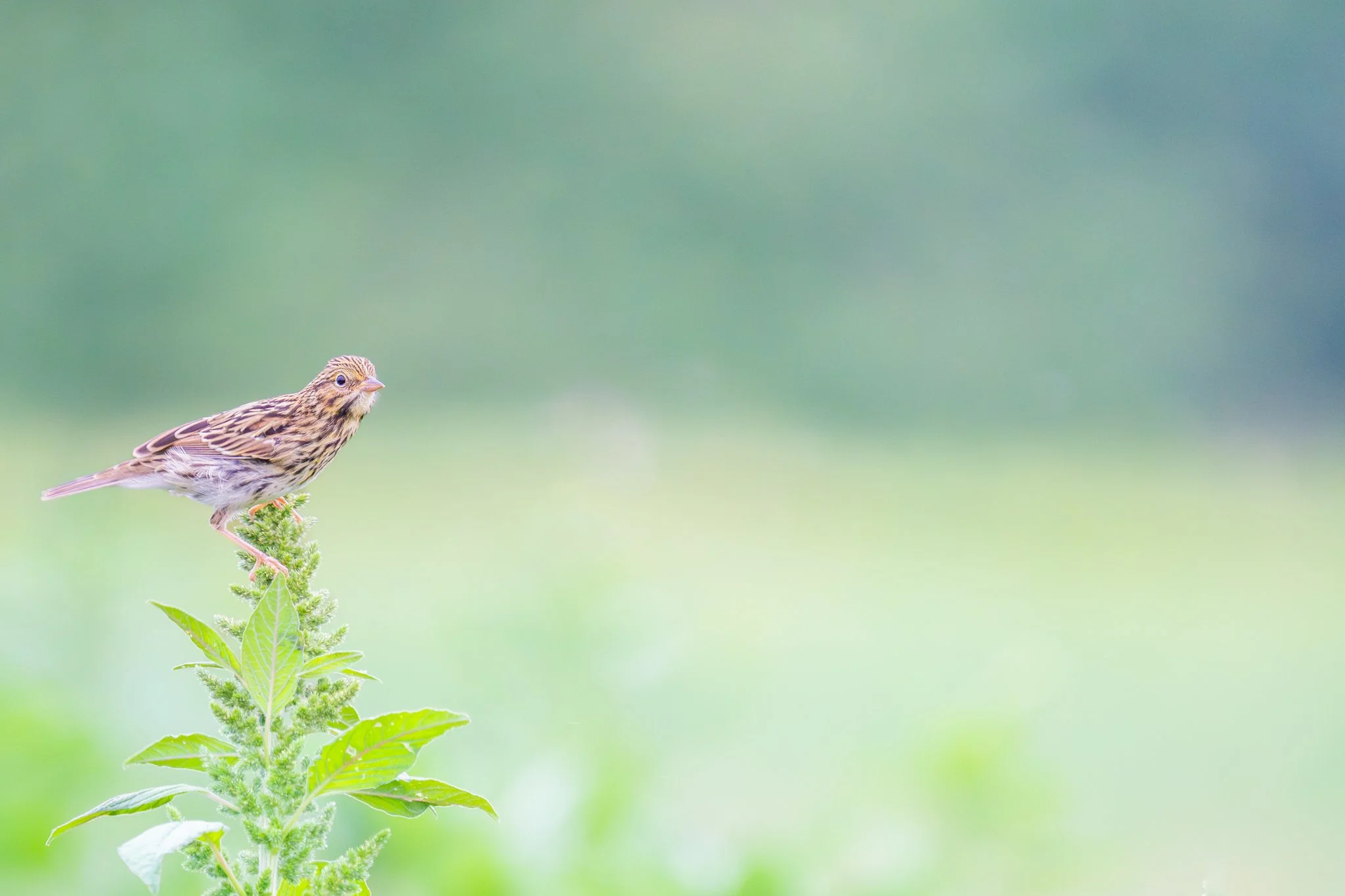 Savannah Sparrow