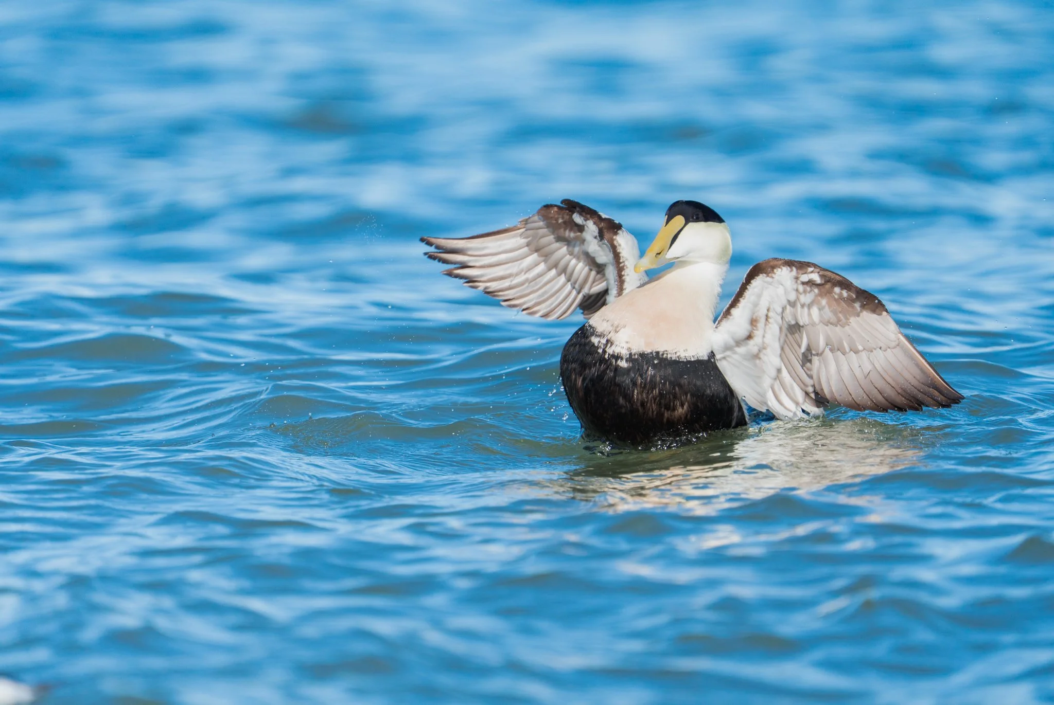 Sea Ducks And A Light House