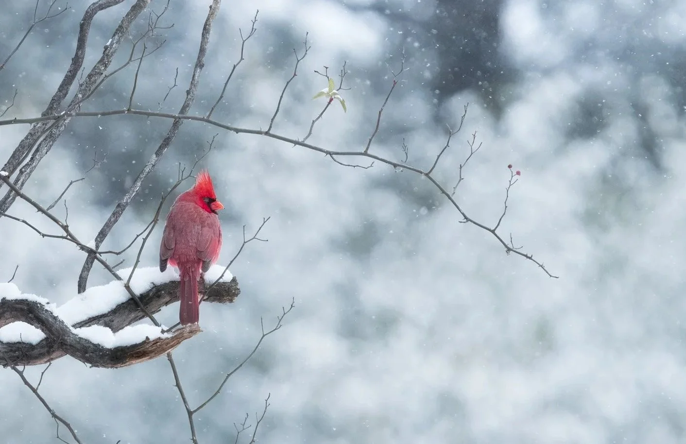 Winter Cardinal