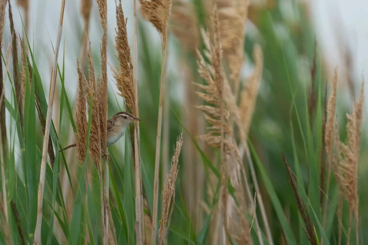 Marsh Wren