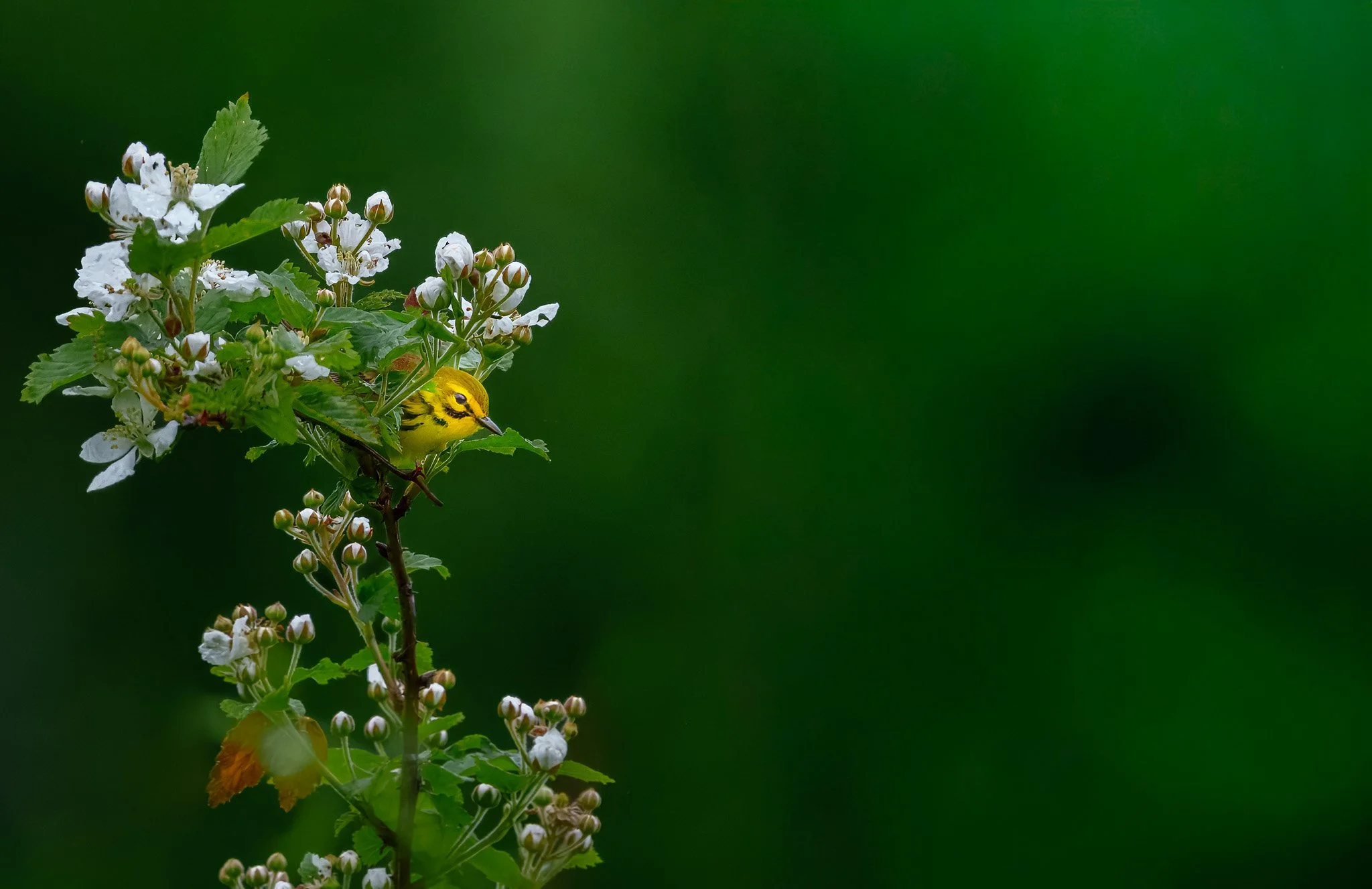 _DSC7261-topaz-rawdenoise-sharpen copy signature  (2).jpg