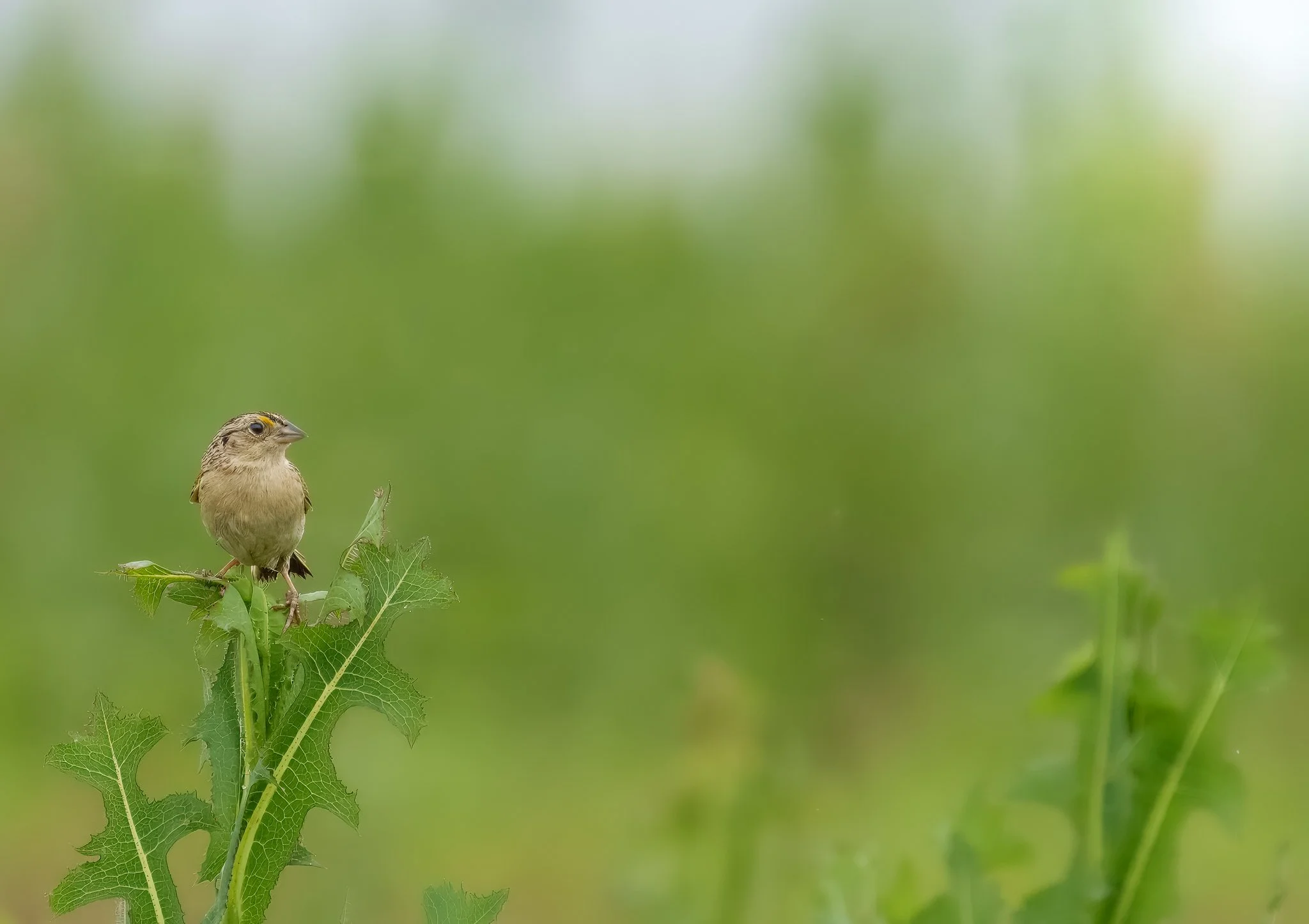 Grasshopper Sparrow
