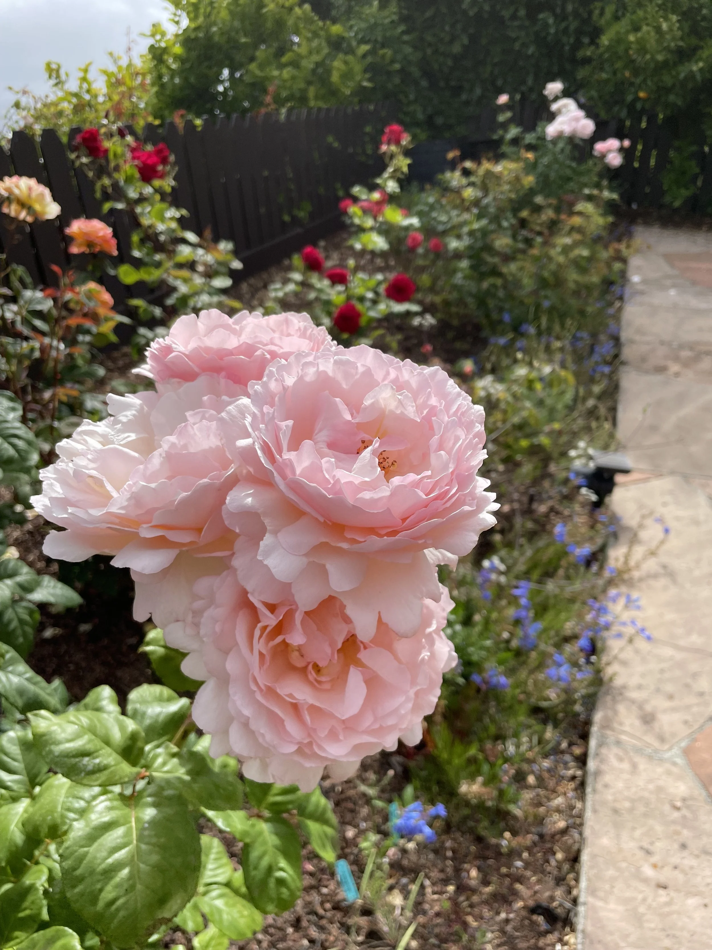 IMG_0907.jpeg