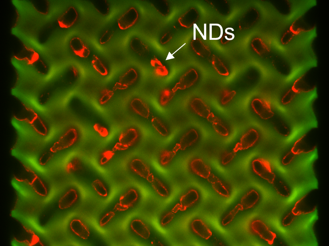 nd in confocal gyroid.png