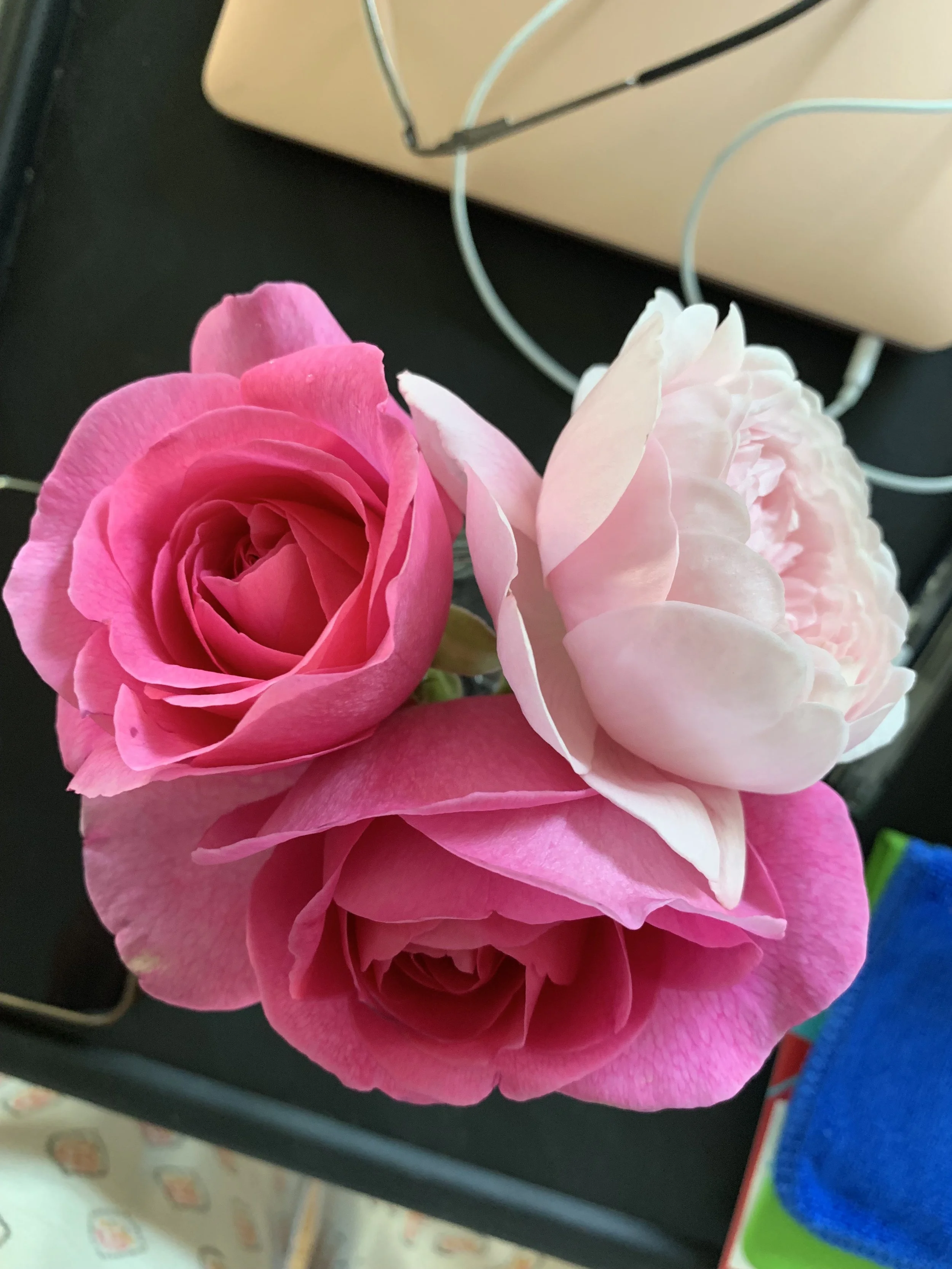 IMG_7829.jpeg