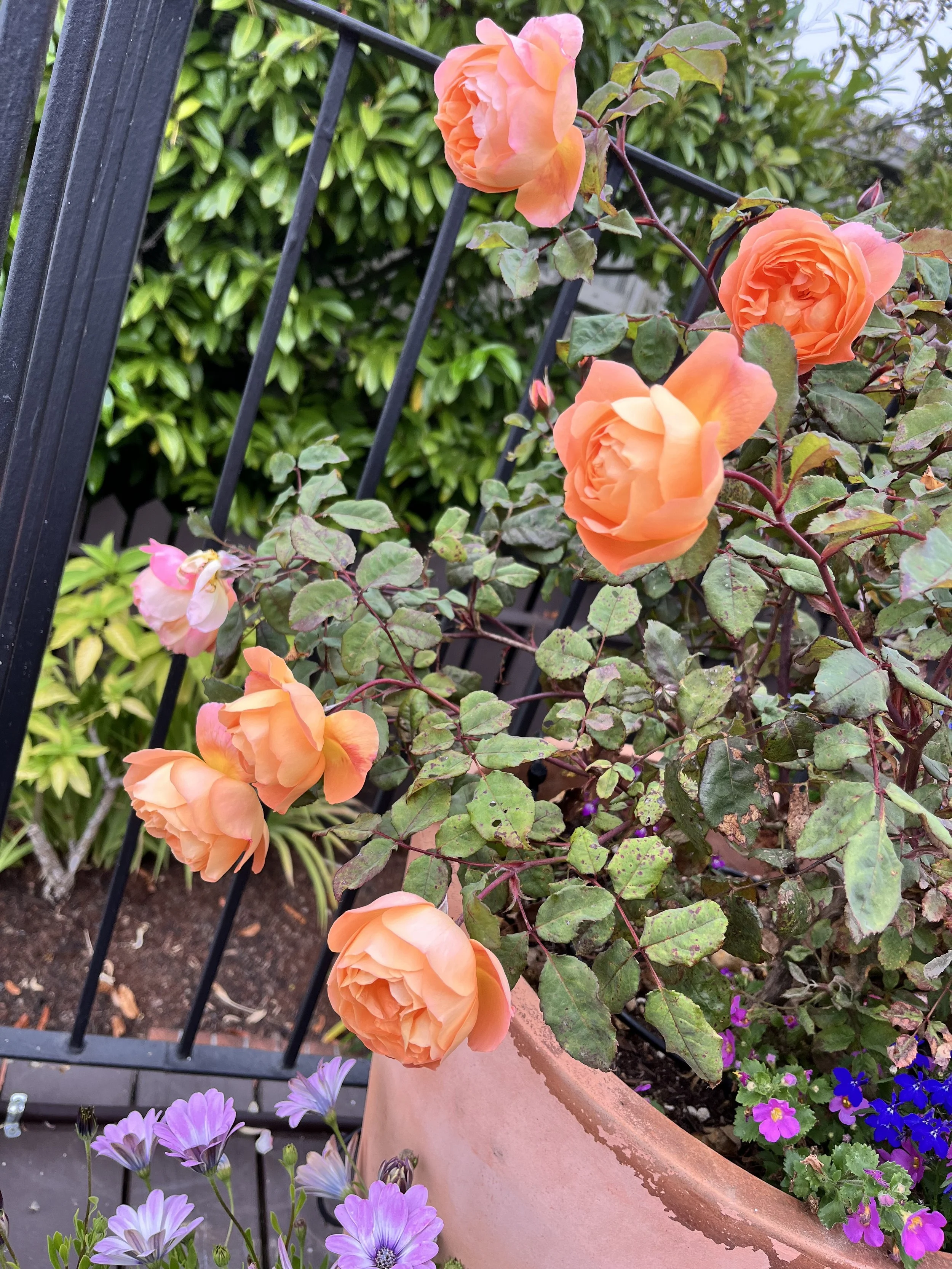 IMG_9410.jpeg